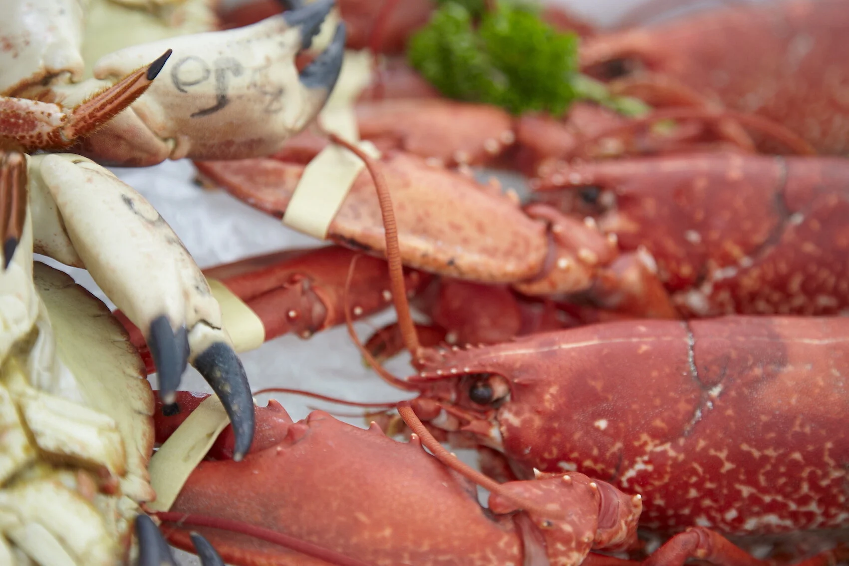 Malton Monthly Food Market — Visit Malton