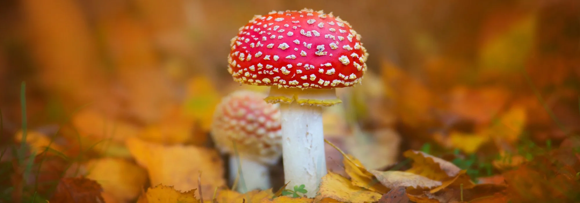 Yorkshire Wildlife Trust Events: Fungi Foray