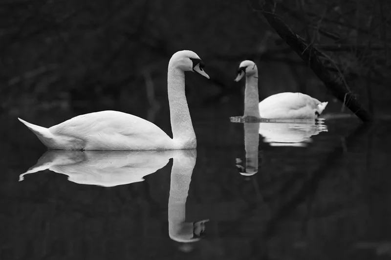 Writing for Wellbeing Workshop 