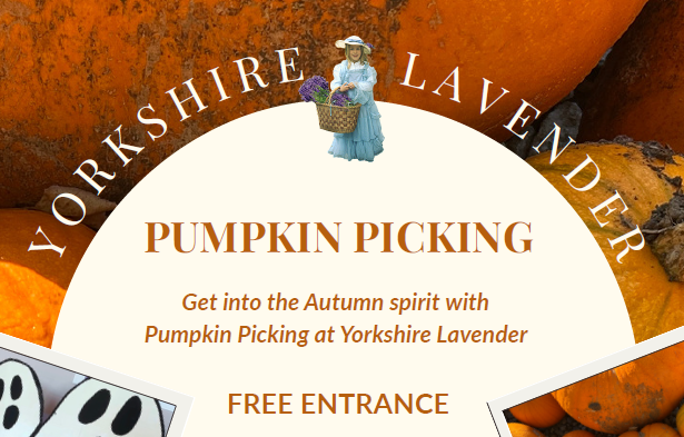 Pumpkin Picking at Yorkshire Lavender
