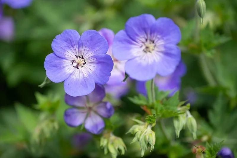 Purple and white flowers in the garden