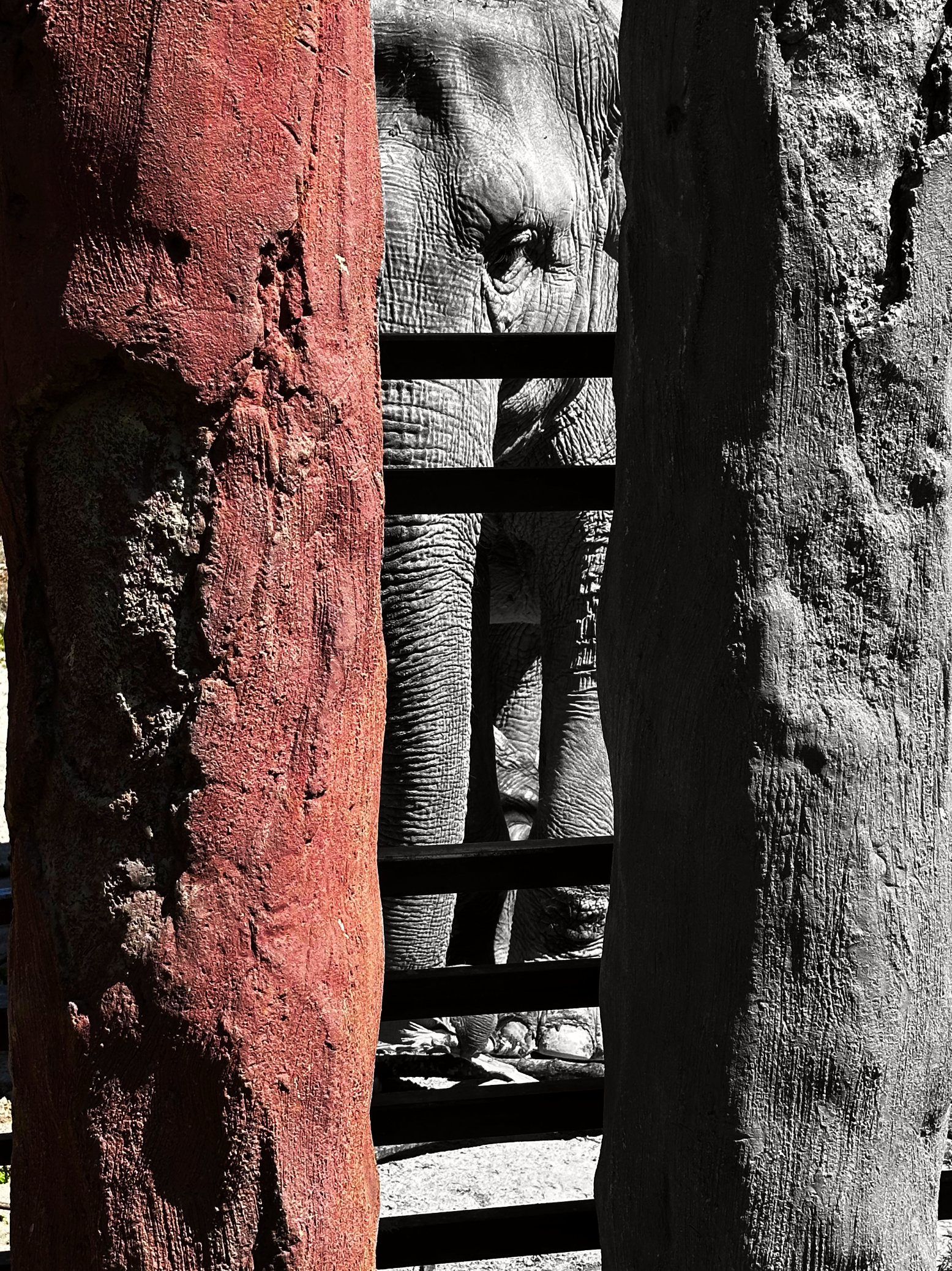 Elefant.jpg