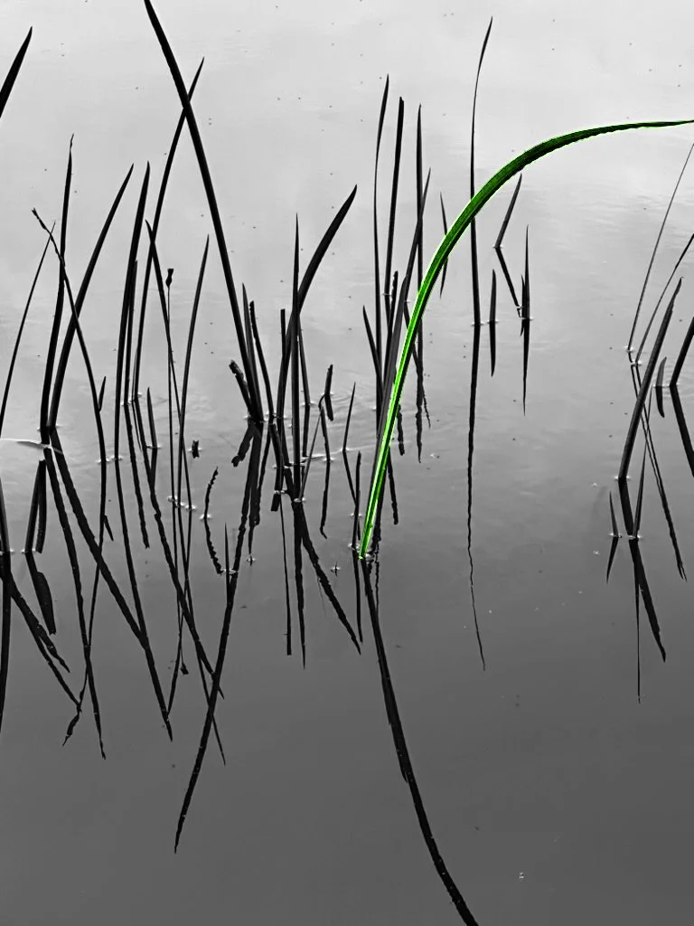 Gras im Wasser.jpg