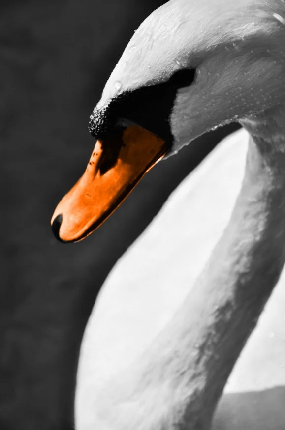 Schwan.jpg
