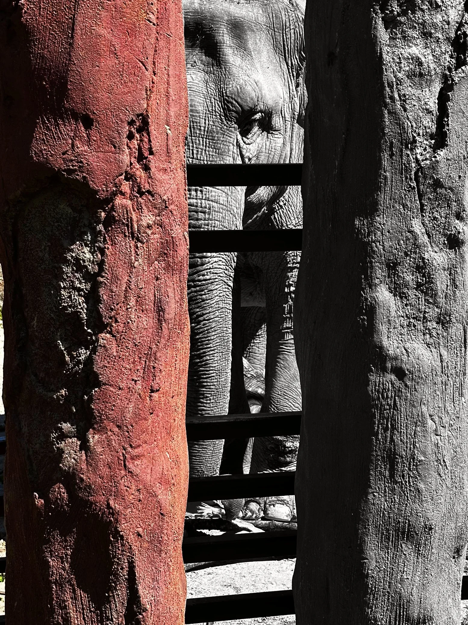 Elefant.jpg