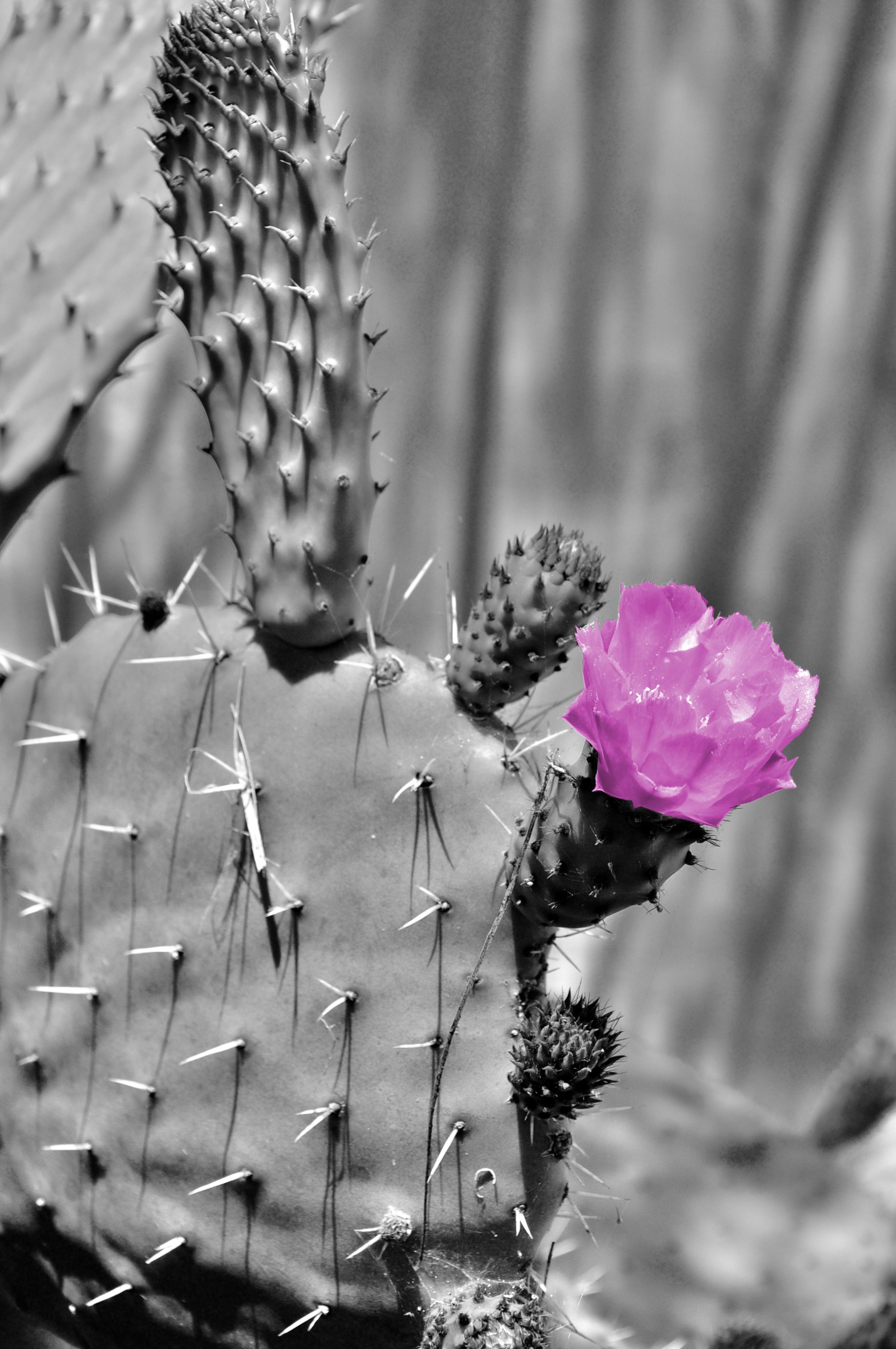 Kaktusblüte.jpg