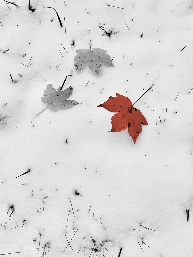 Blatt im Schnee.jpg