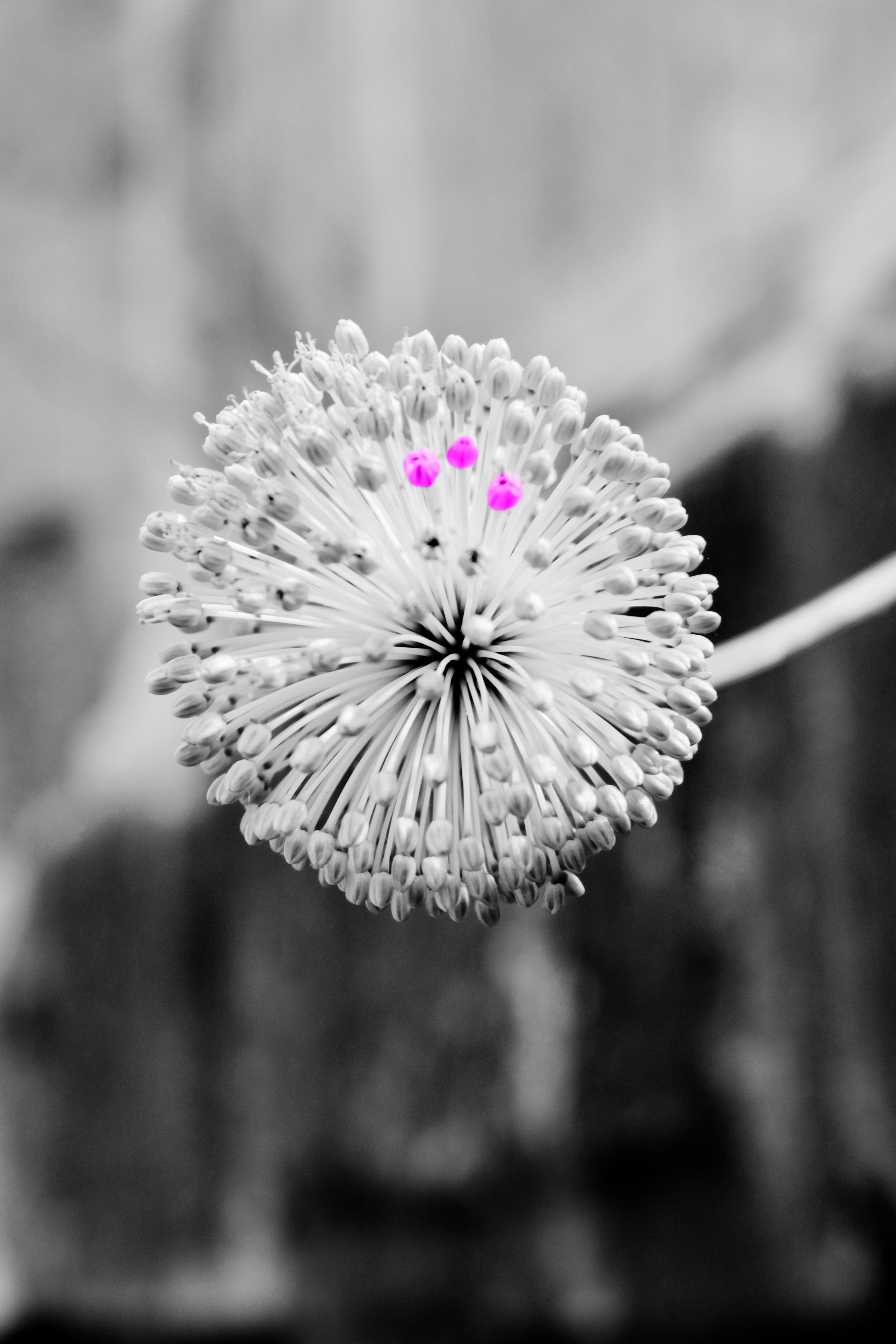 Blume4.jpg