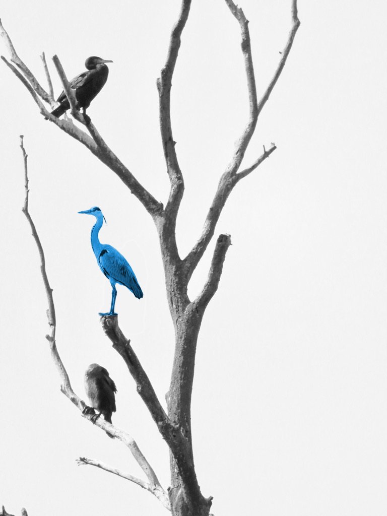 Vogel auf Baum2.jpg