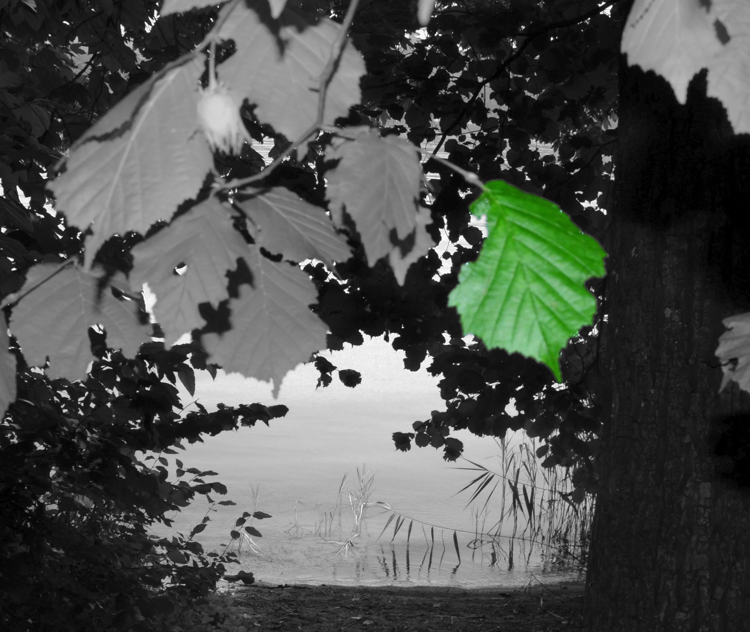 grünes Blatt.jpg