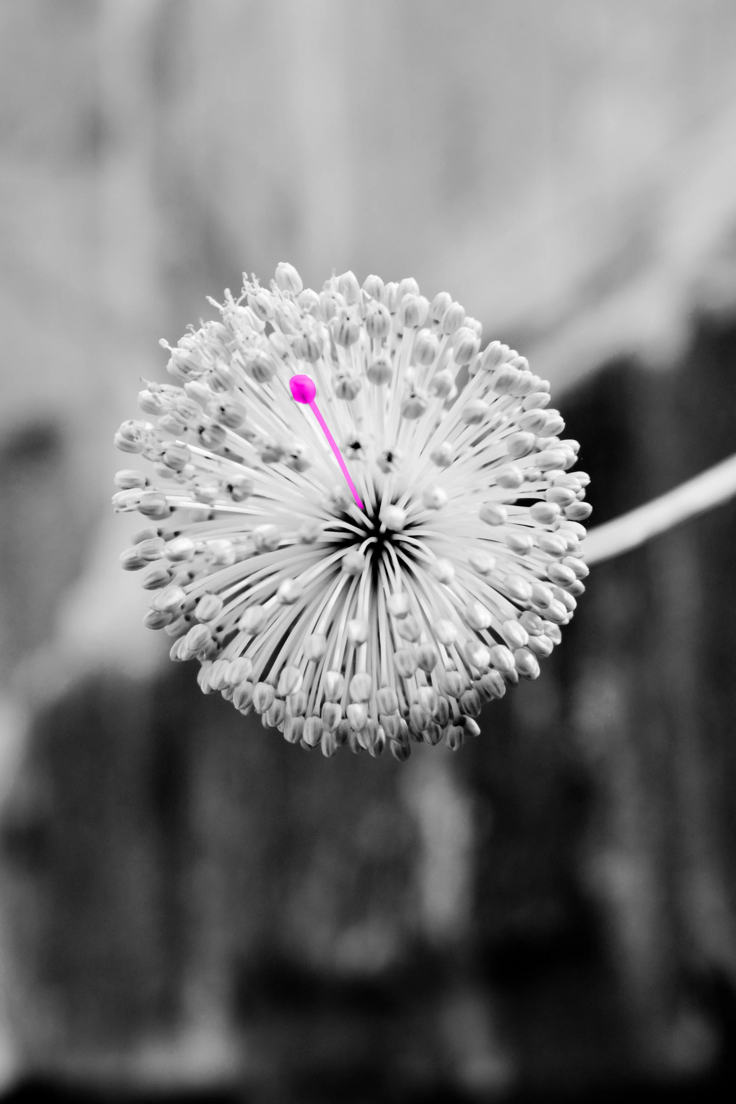 Blume2.jpg