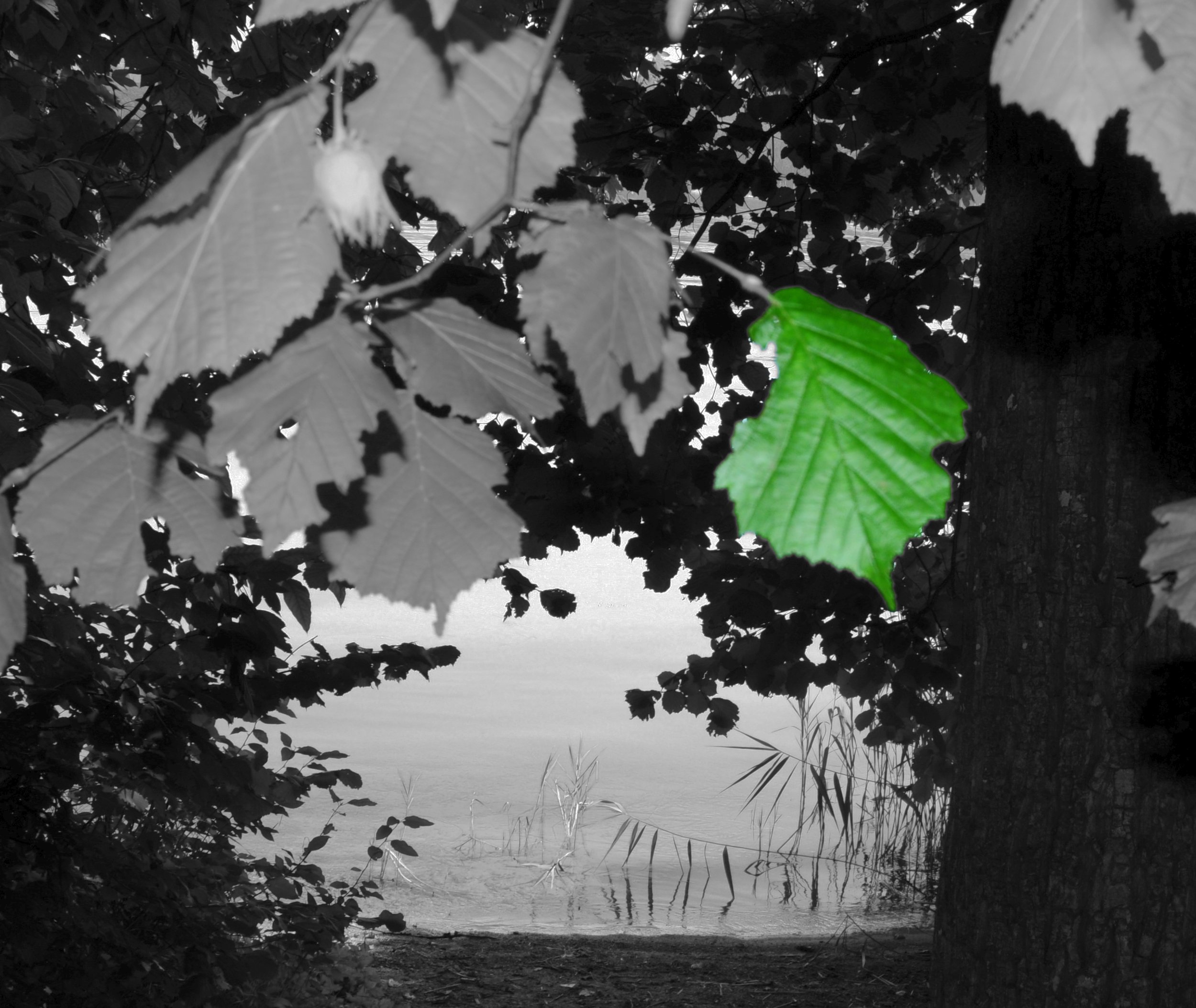 grünes Blatt.jpg