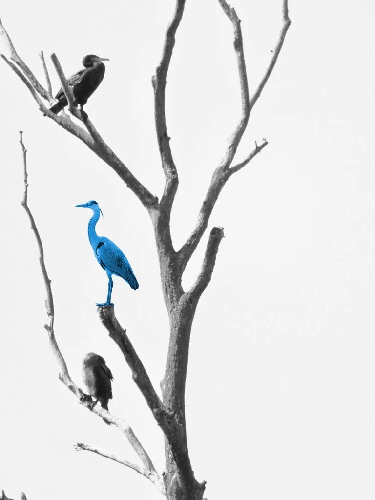 Vogel auf Baum2.jpg