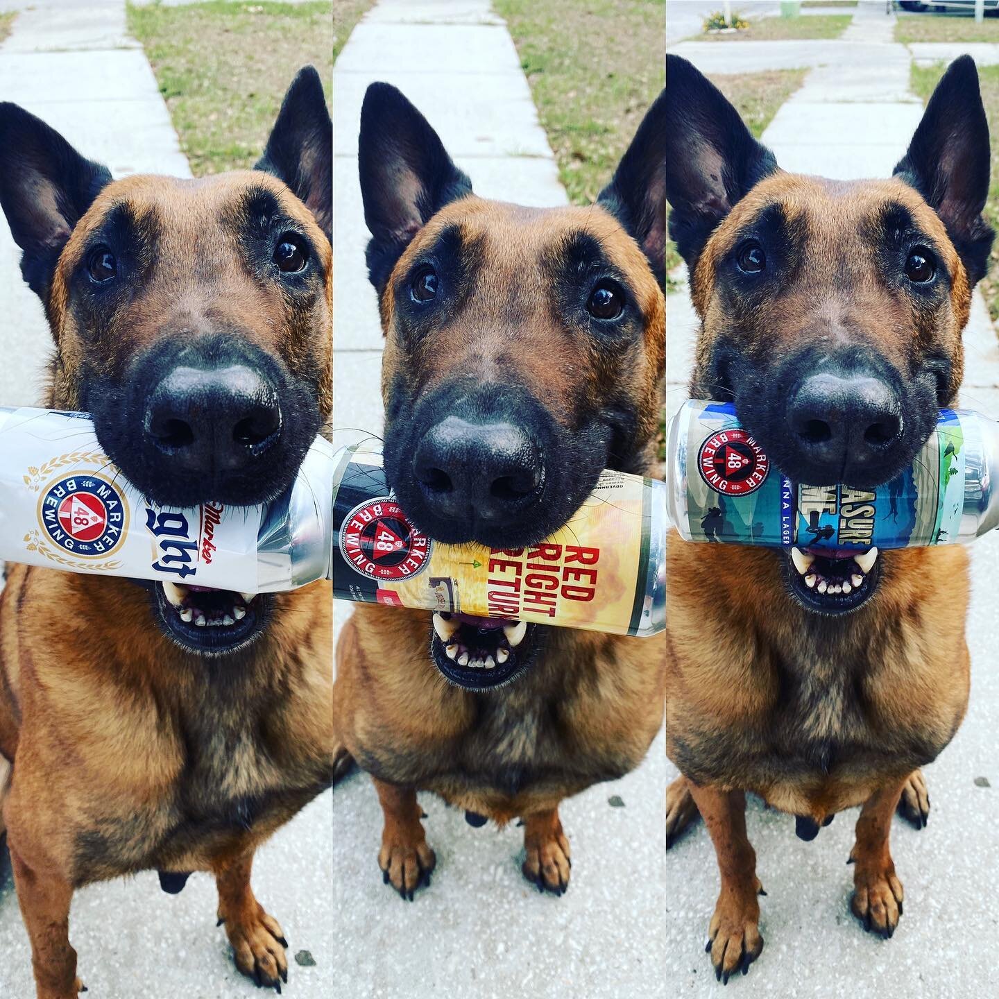Even Cajun knows good beer comes from the folks @marker48brewing The goodest beer (empty cans only) for the goodest boy. Will model for craft beer 🍺#craft #craftbeer #belgianmalinois #fetch #can #lager #redale