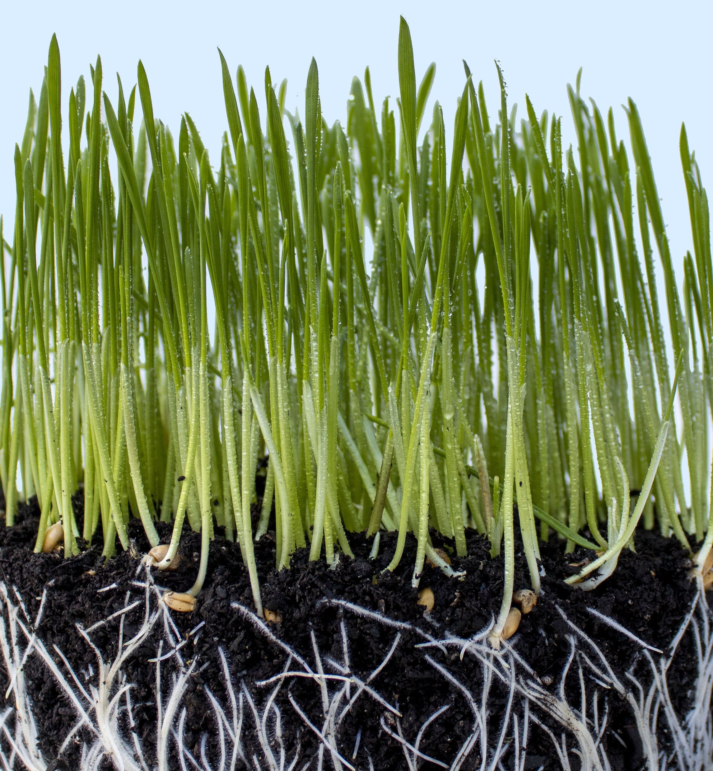 Prairie Ecology