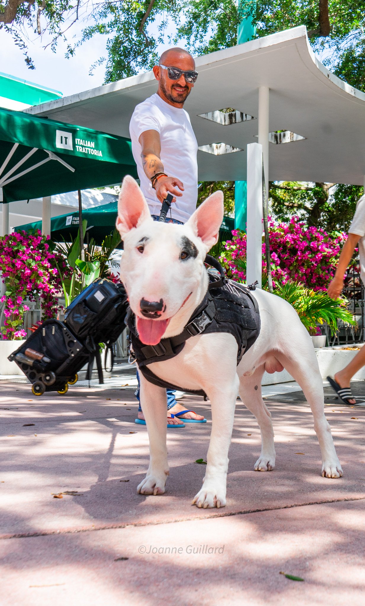 When Dogs Teach Us About Love