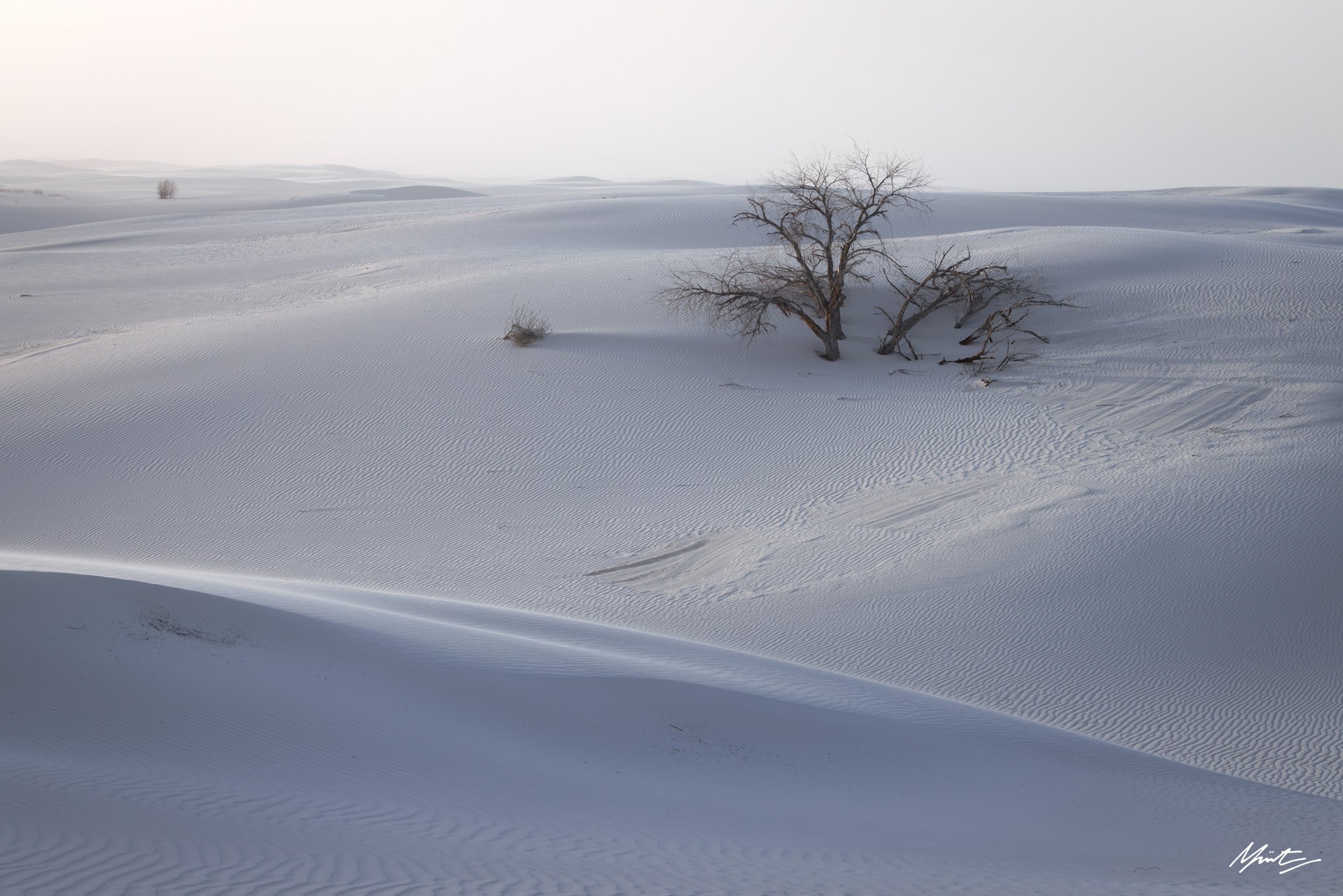 260228_Dunes-23.jpg