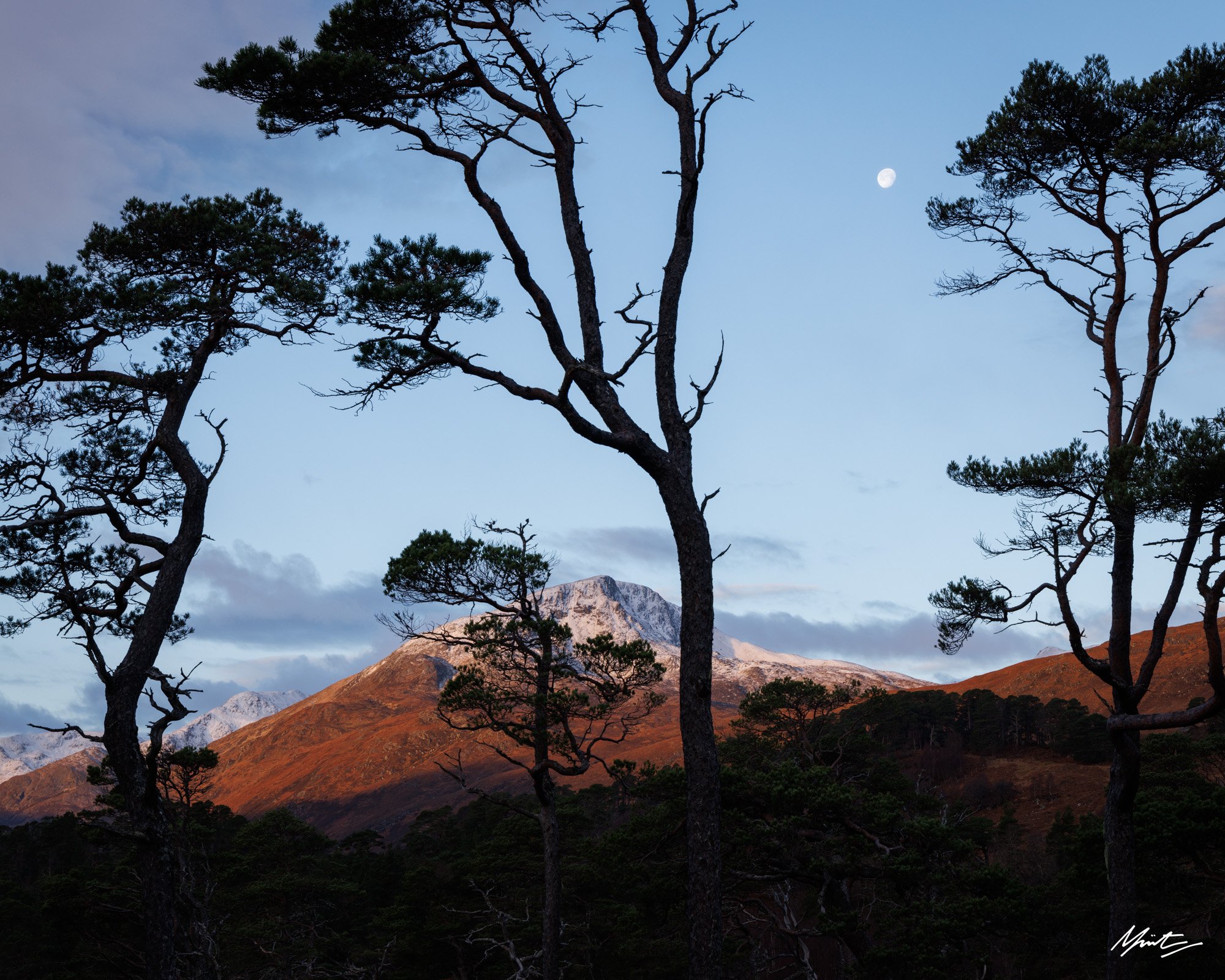 glen affric scots pine trees ancient caledonian forest