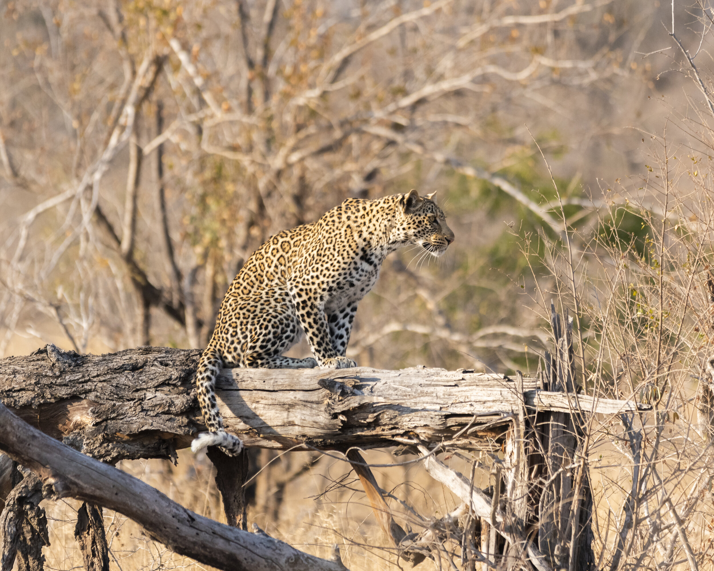 190805_Kruger Leopard-26.jpg