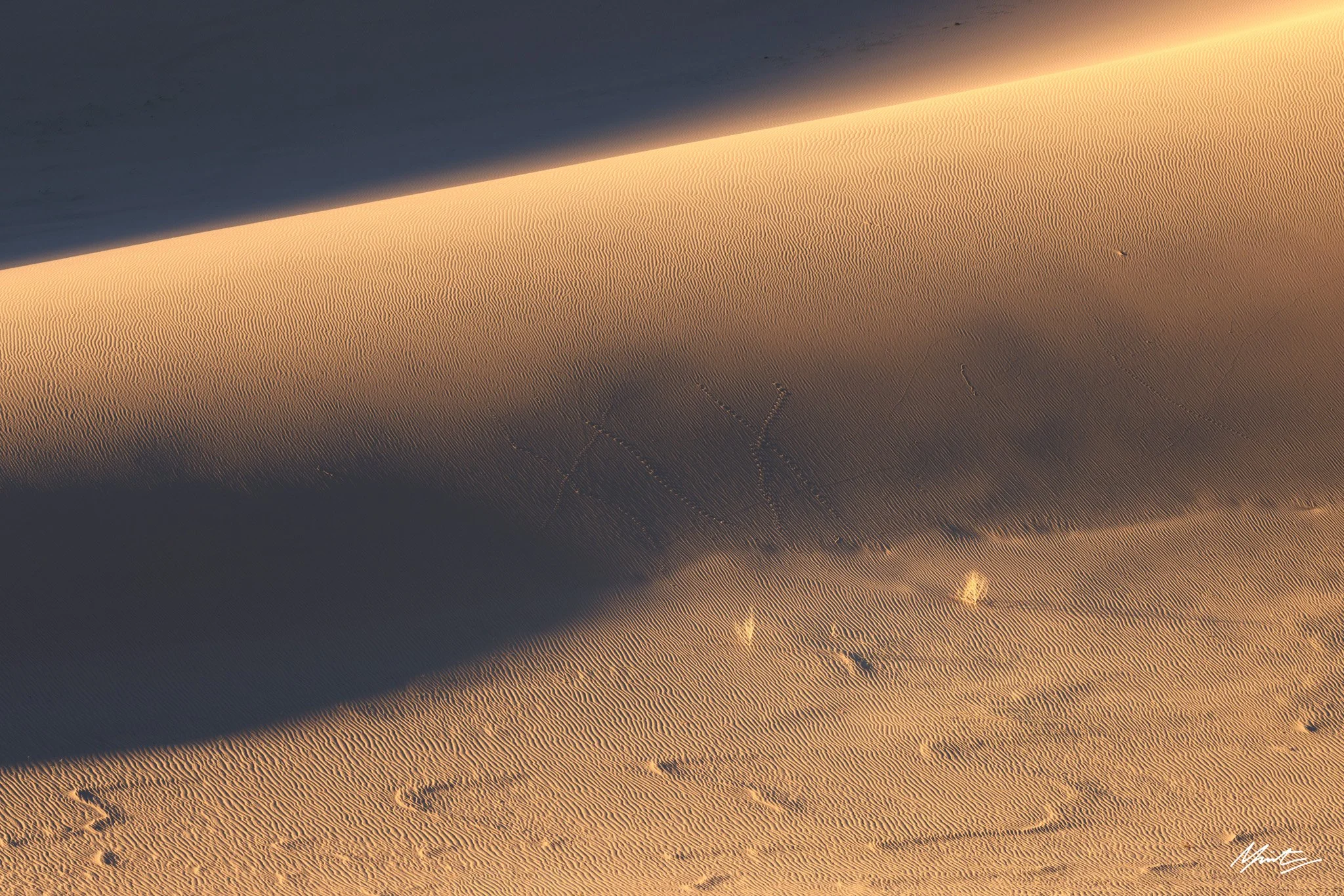 260228_Dunes-30.jpg