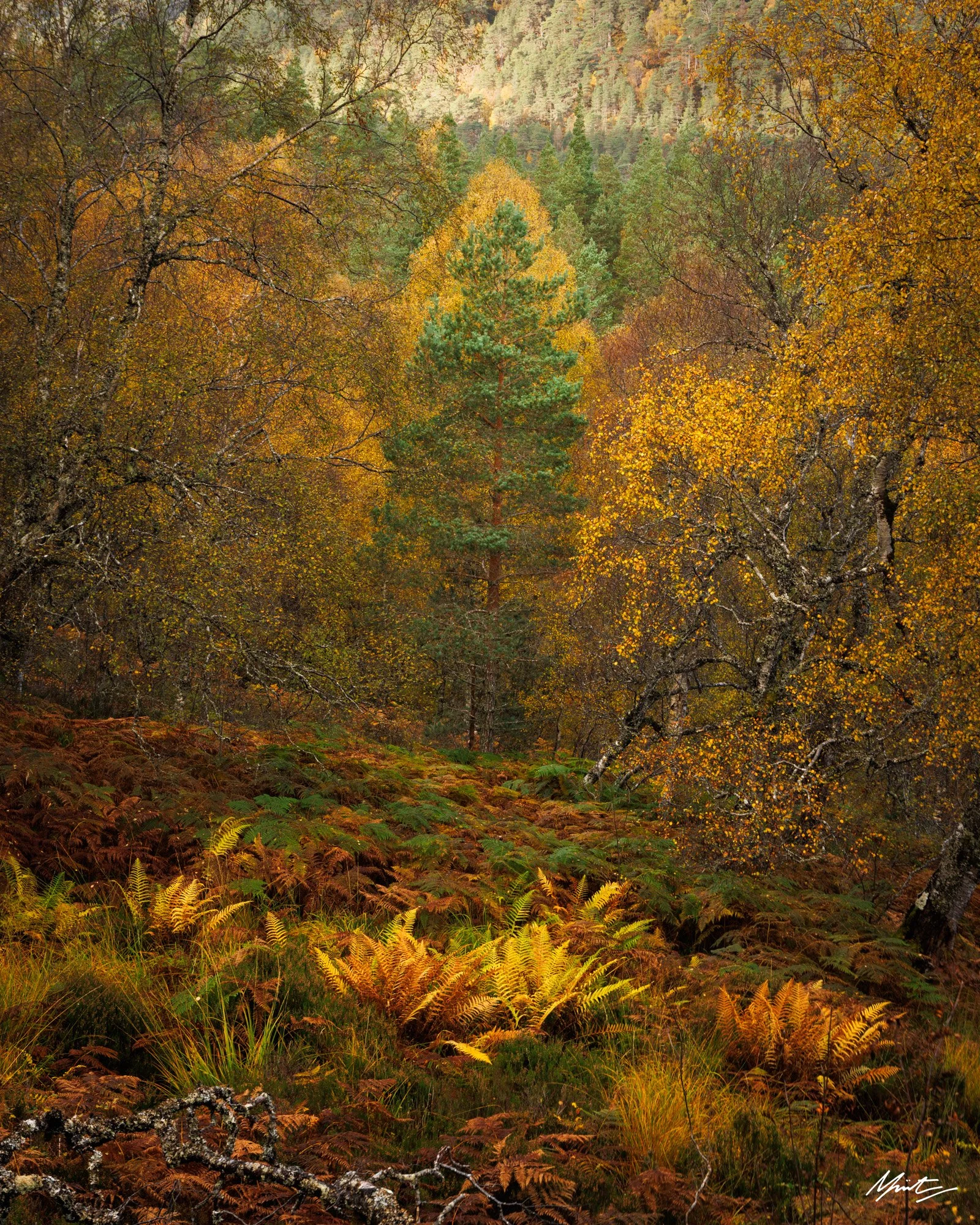 A vibrant autumn forest scene with tall trees, including evergreens and deciduous trees with yellow and orange leaves, covering a hillside with ferns and grass in the foreground.