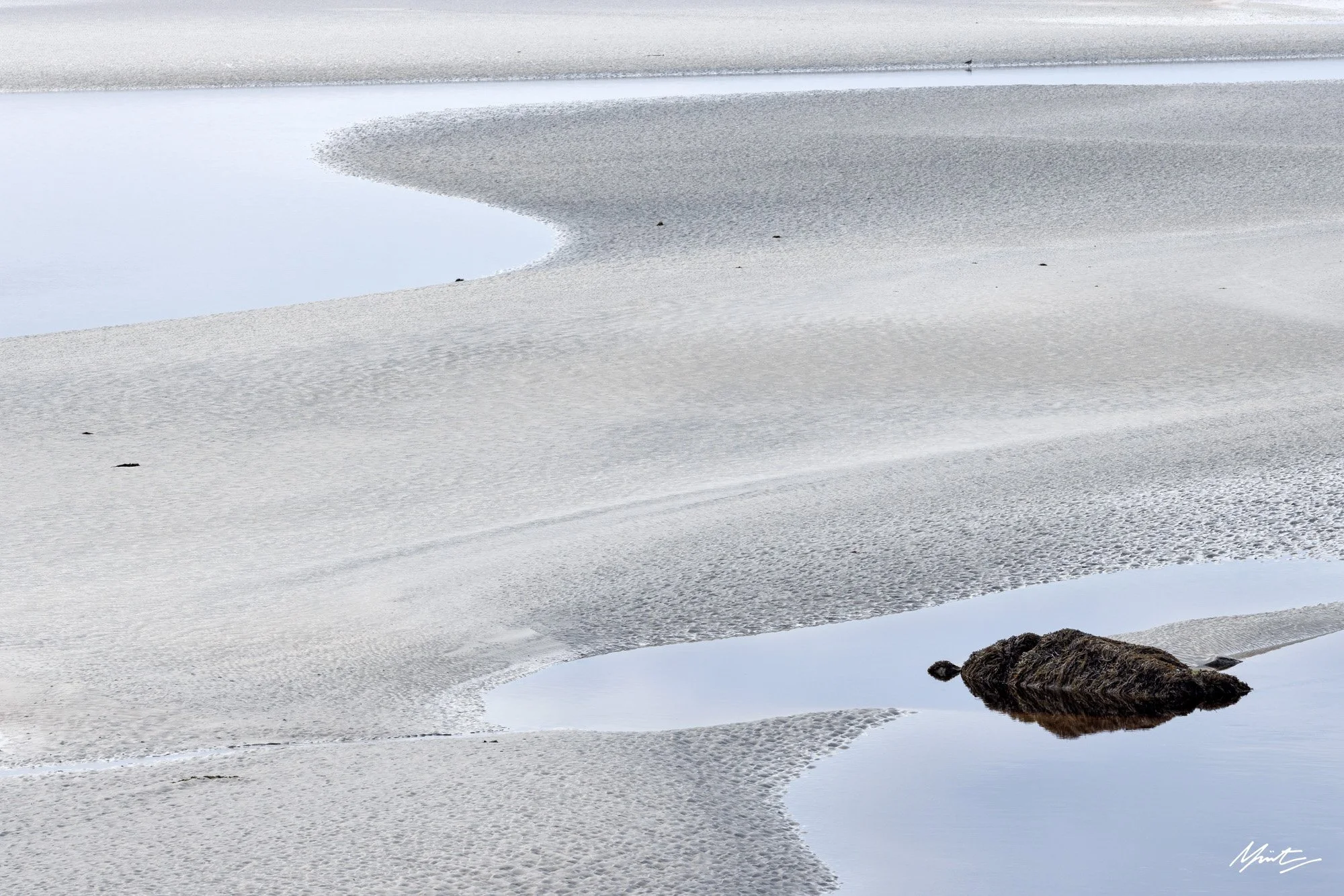 Curlew, Isle of Harris (2025)