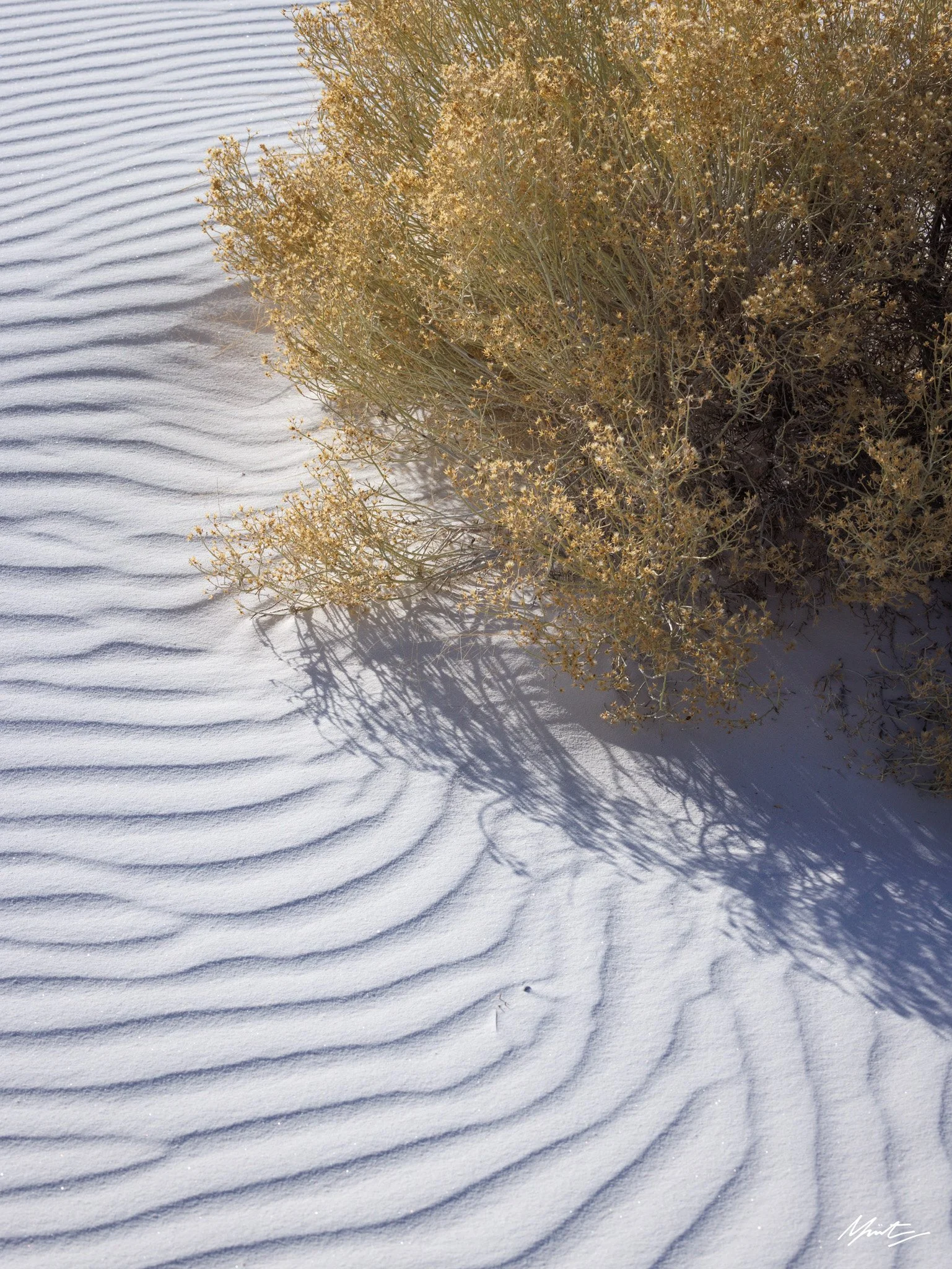 260228_Dunes-12.jpg