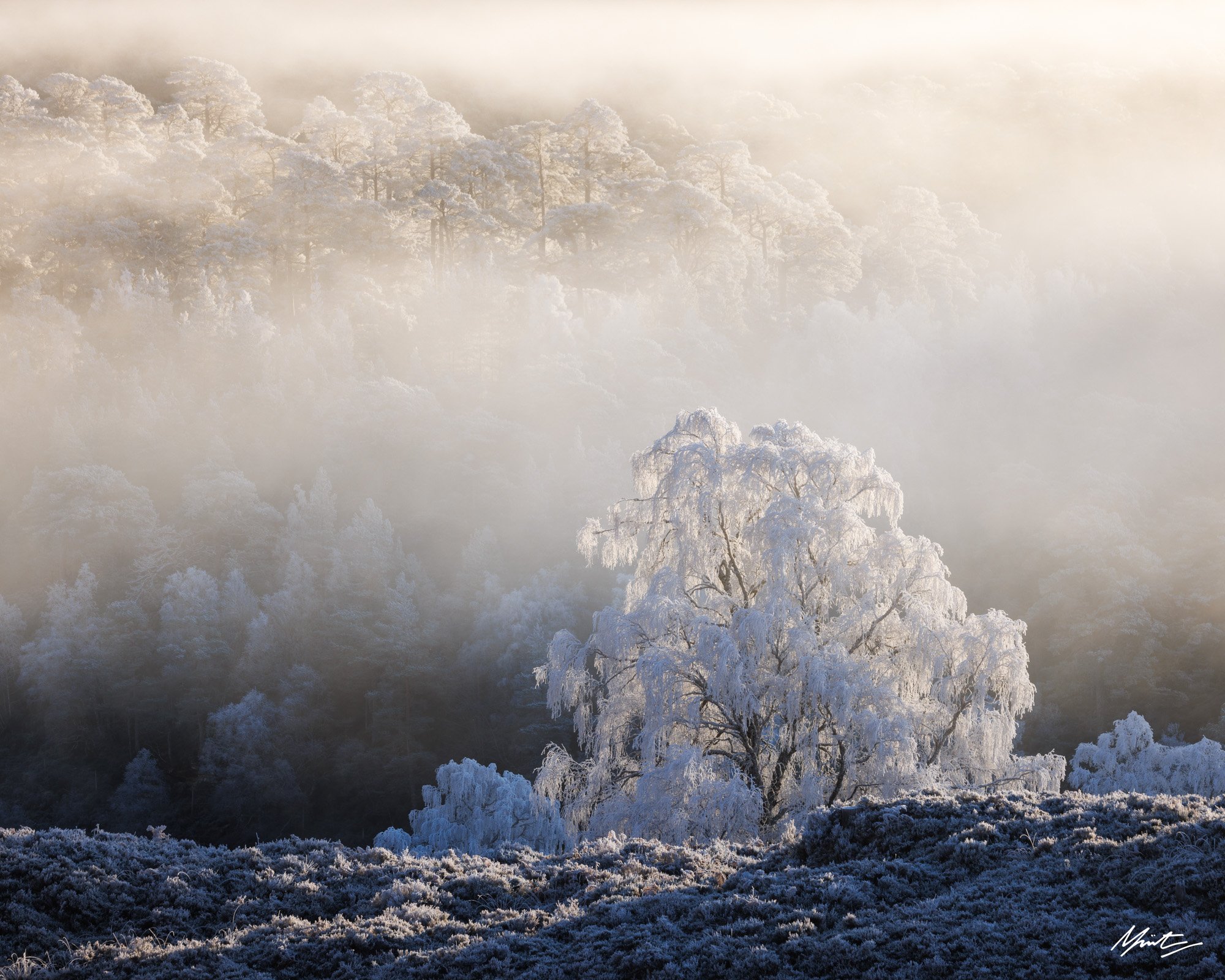 scotland ancient caledonian forest-19.jpg