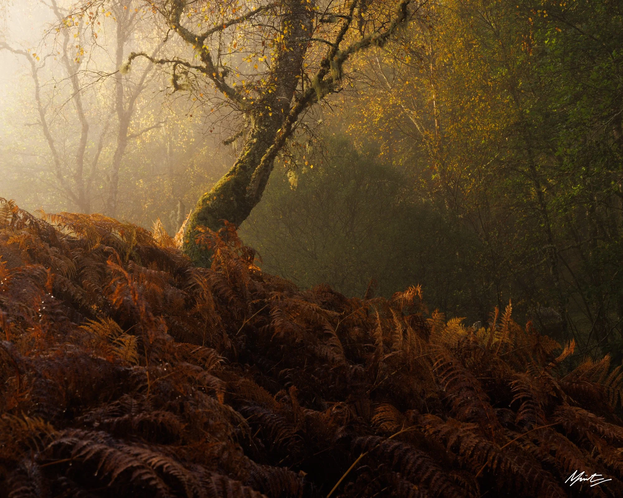 Autumn forest scene with a moss-covered tree leaning to the left, surrounded by brown ferns and foliage, with sunlight filtering through the trees in the background.
