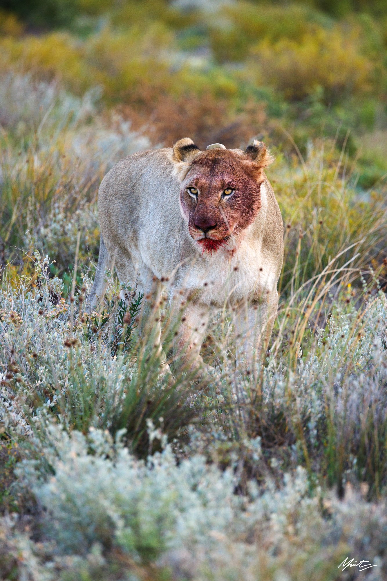 A lion with a human-like face standing in tall grass in a natural landscape.