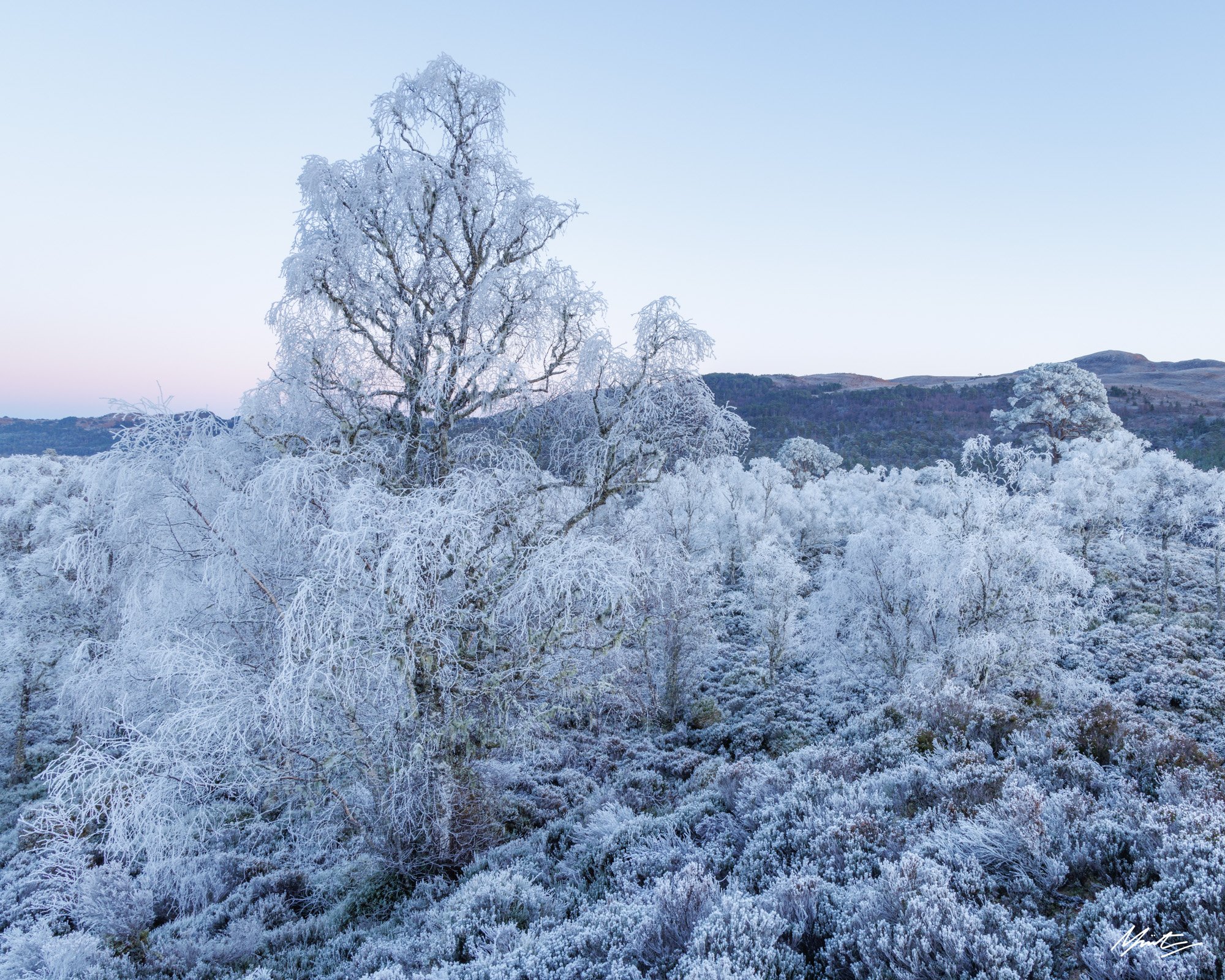 birch woodland in hoar frost glen affric scotland