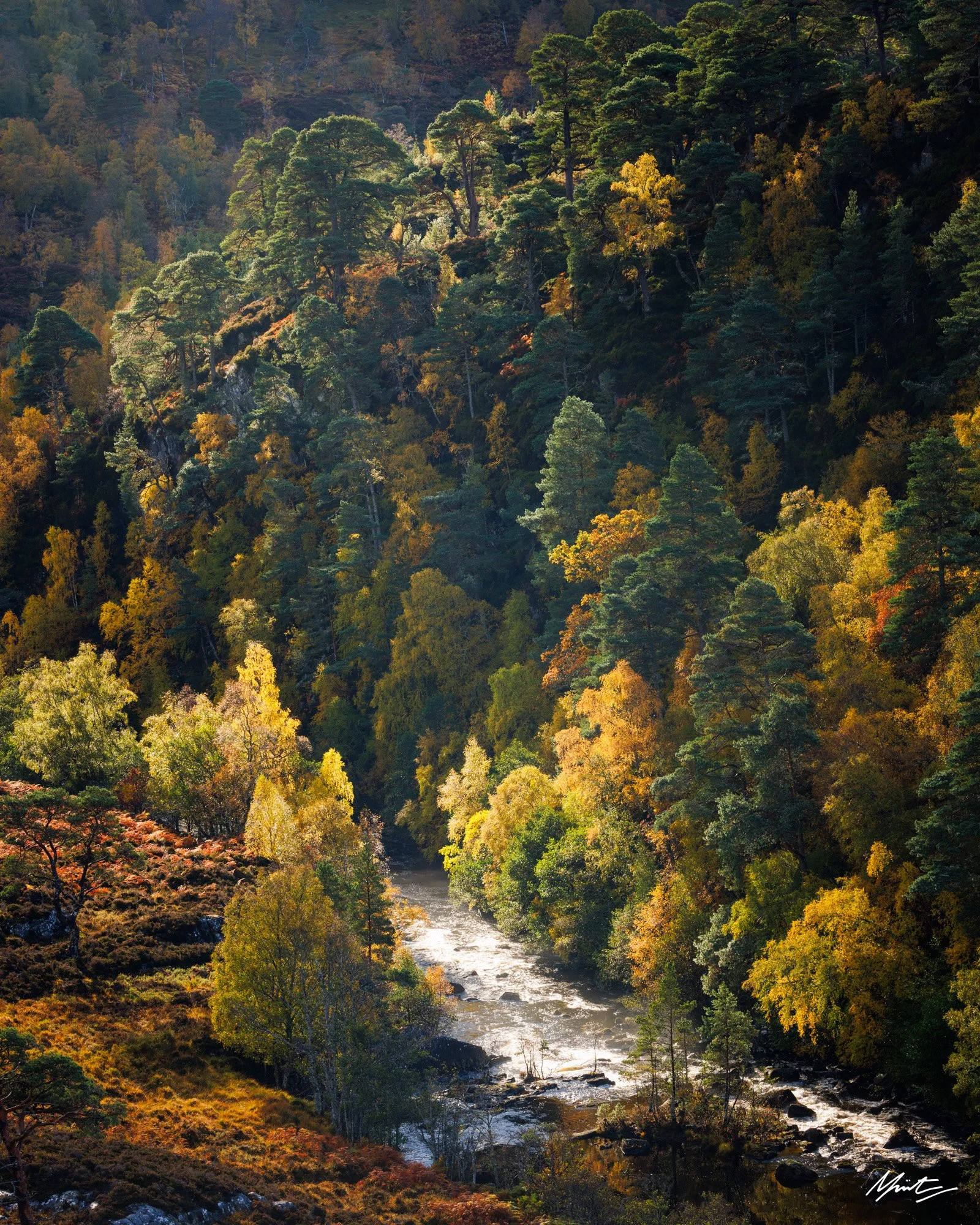 A lush forested mountainside with a river flowing through it, displaying vibrant autumn foliage in shades of green, yellow, and orange.