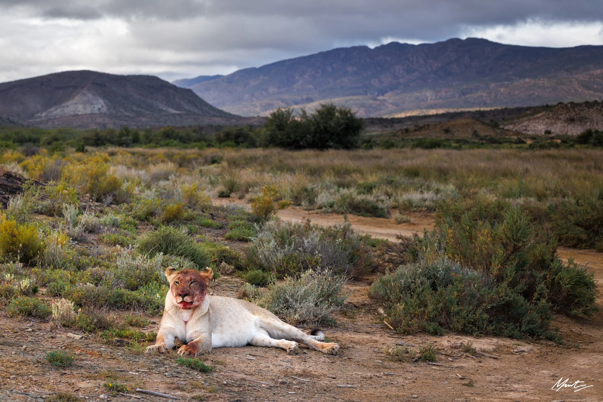 A lion with a cub resting on a dirt path amid desert vegetation with mountains in the background.