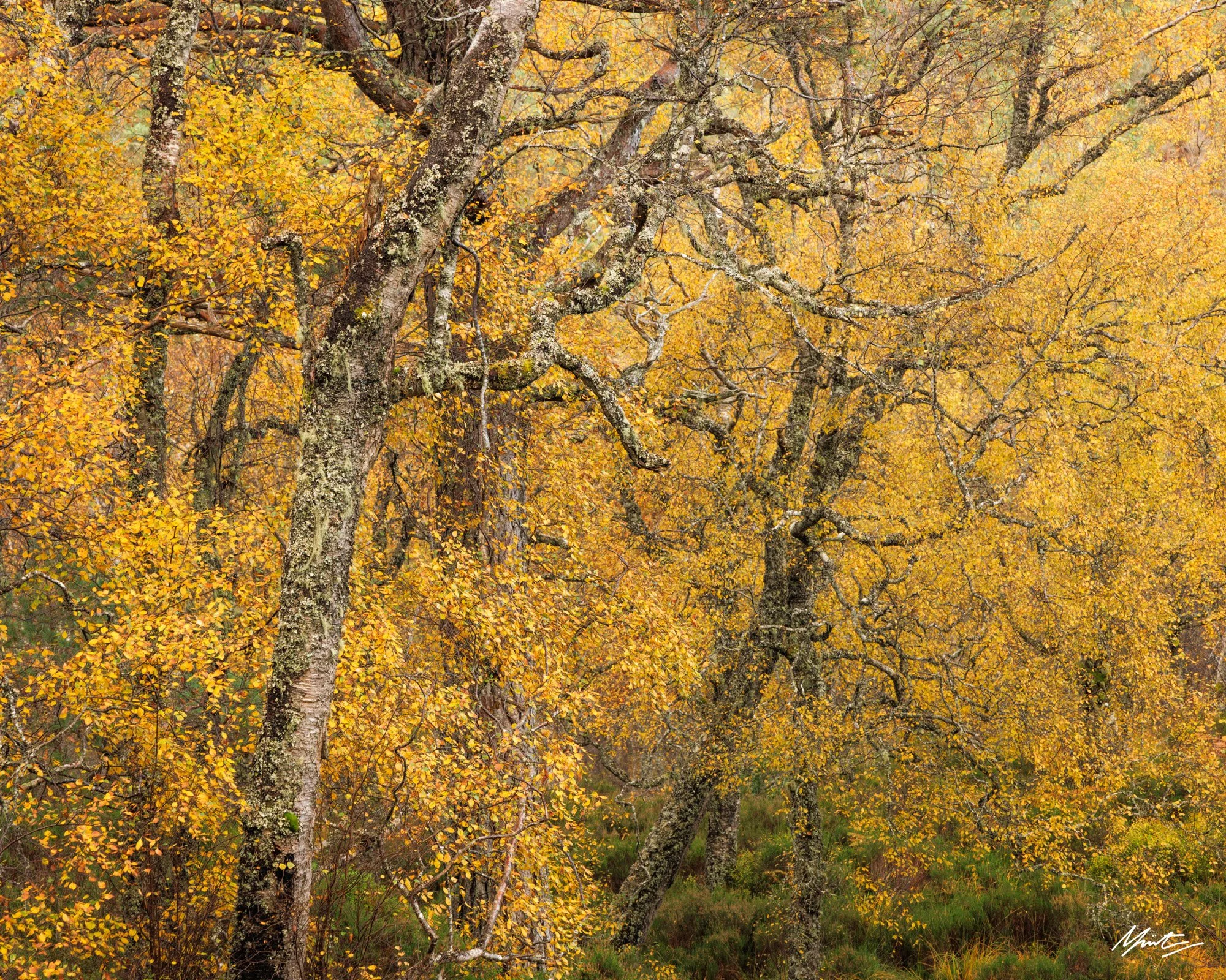 A forest with trees that have orange and yellow autumn leaves, some moss on the tree trunks, and a grassy ground.