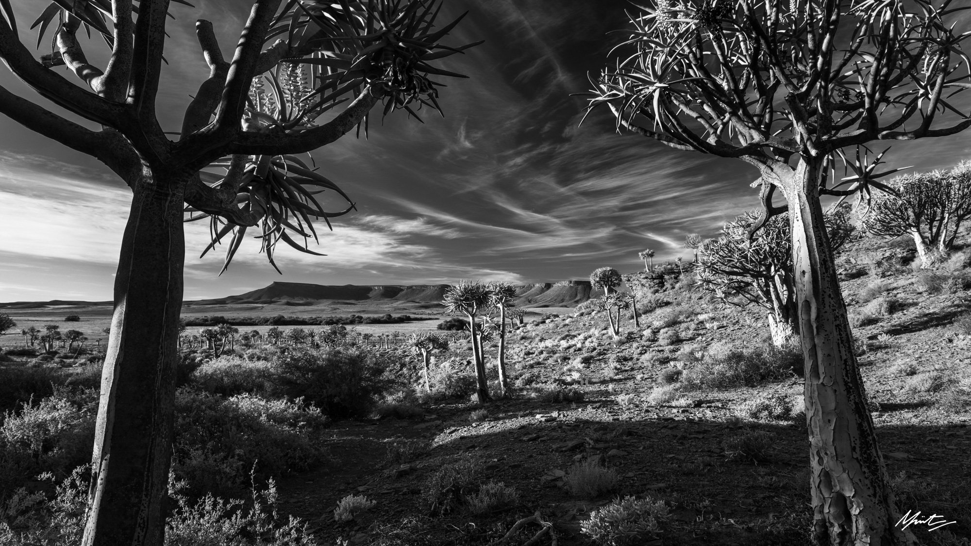 Black and white photograph of a desert landscape with tall, leafless, spiky trees and distant mountains under a sky with streaked clouds.