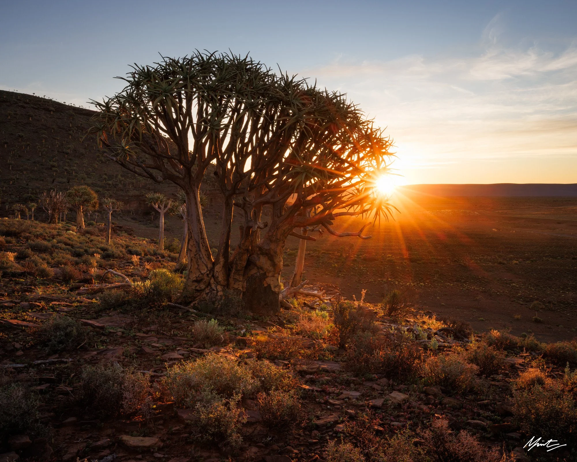 A desert landscape at sunset with a large, leafless tree in the foreground and smaller trees in the background, sunlight shining through the branches.