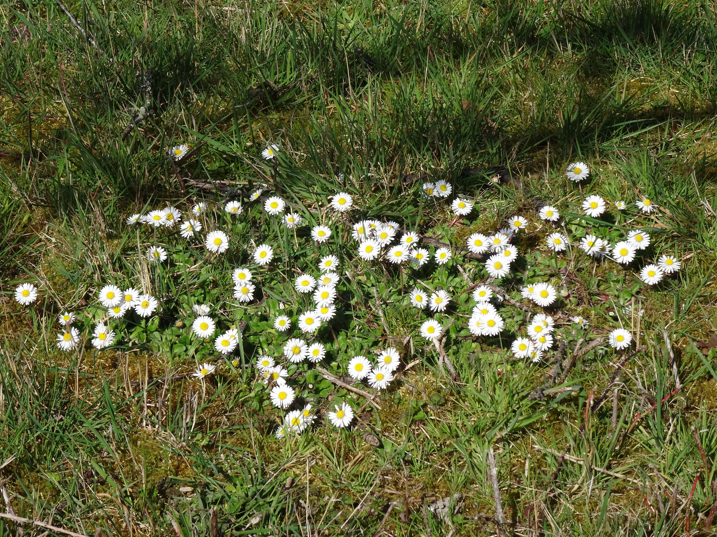 Daisies are beginning to make themselves known.JPG