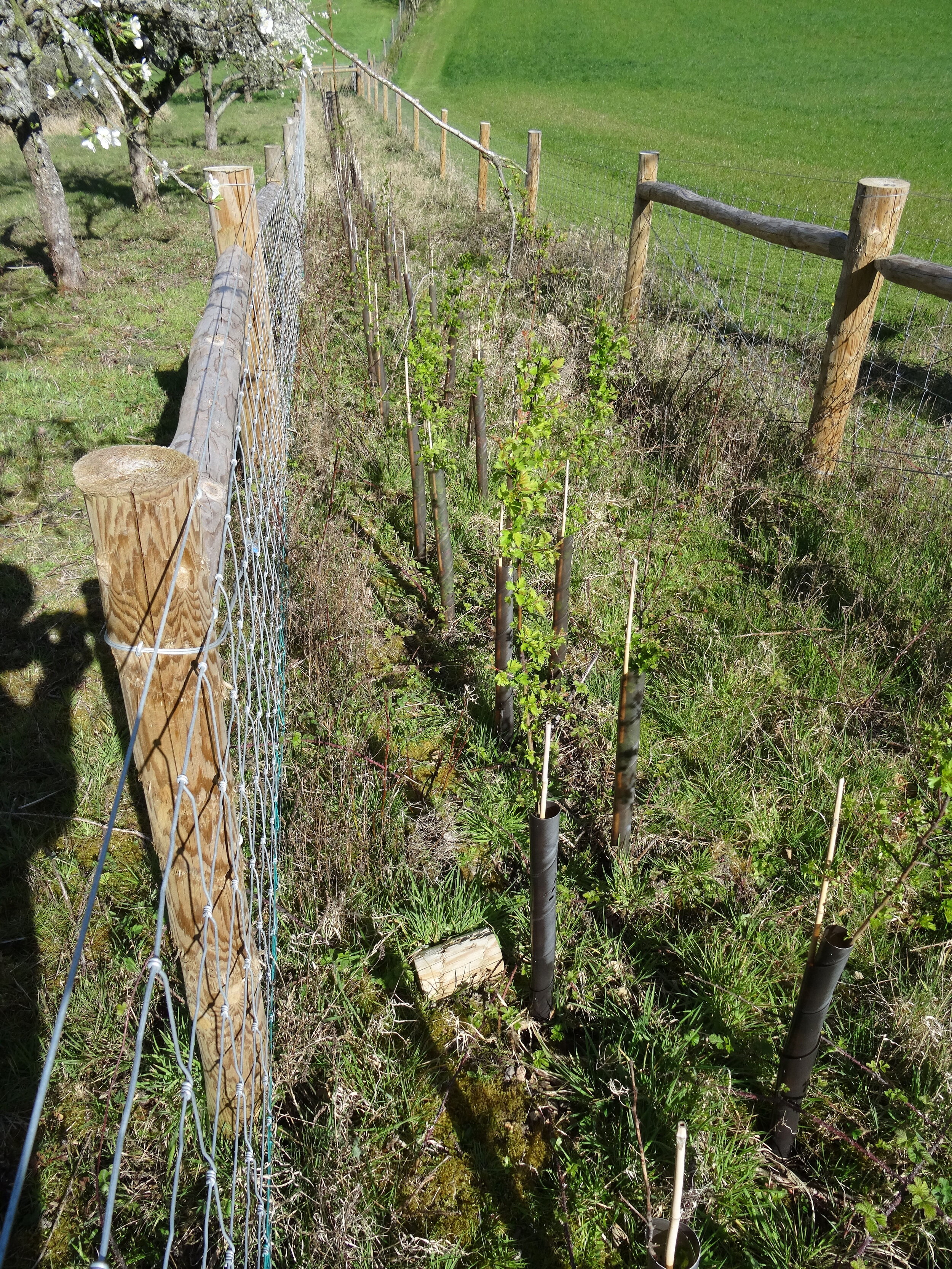 250m of new mixed native hedge planted 14 months ago.JPG