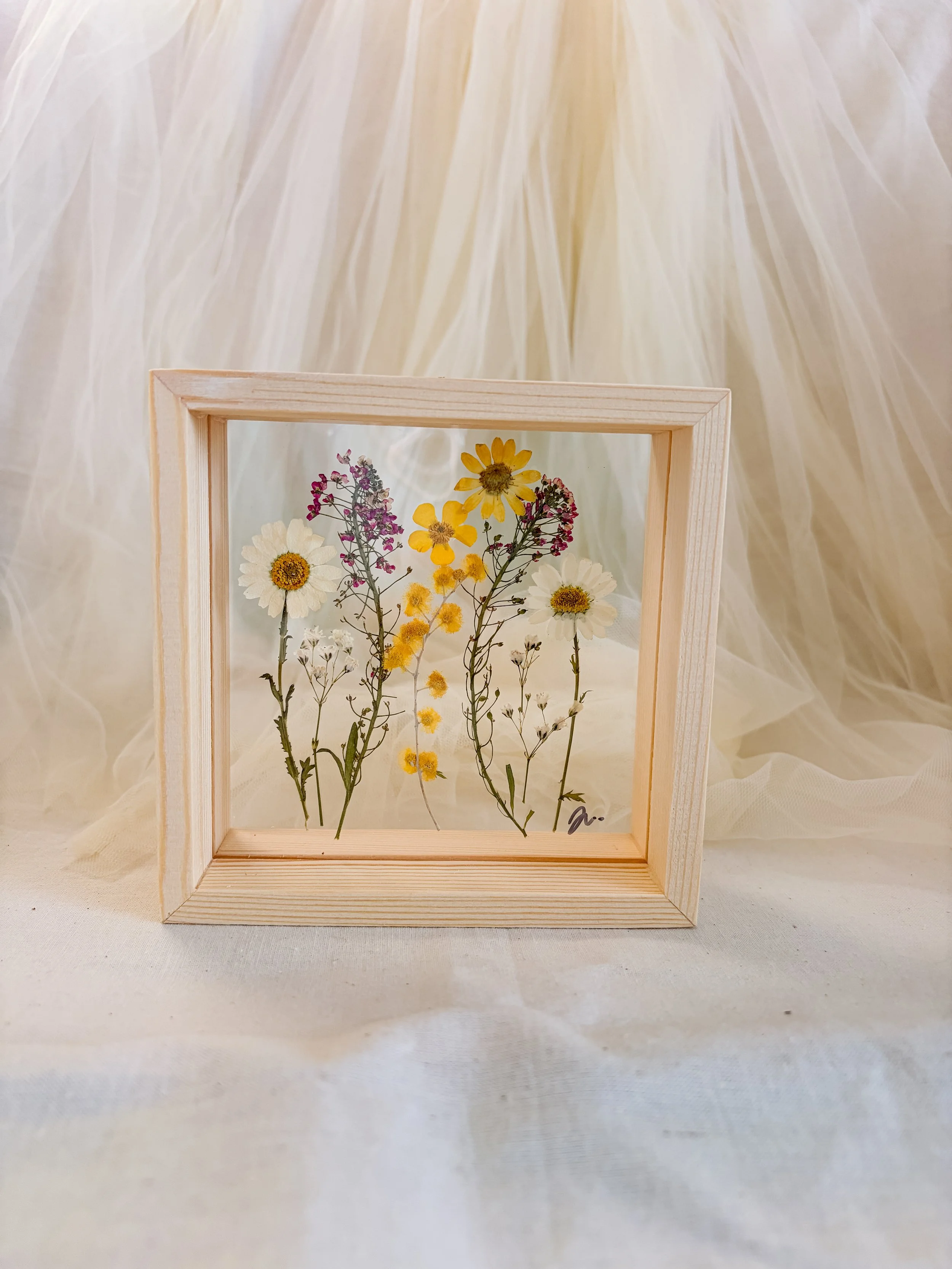 pressed alyssum in a frame.JPG