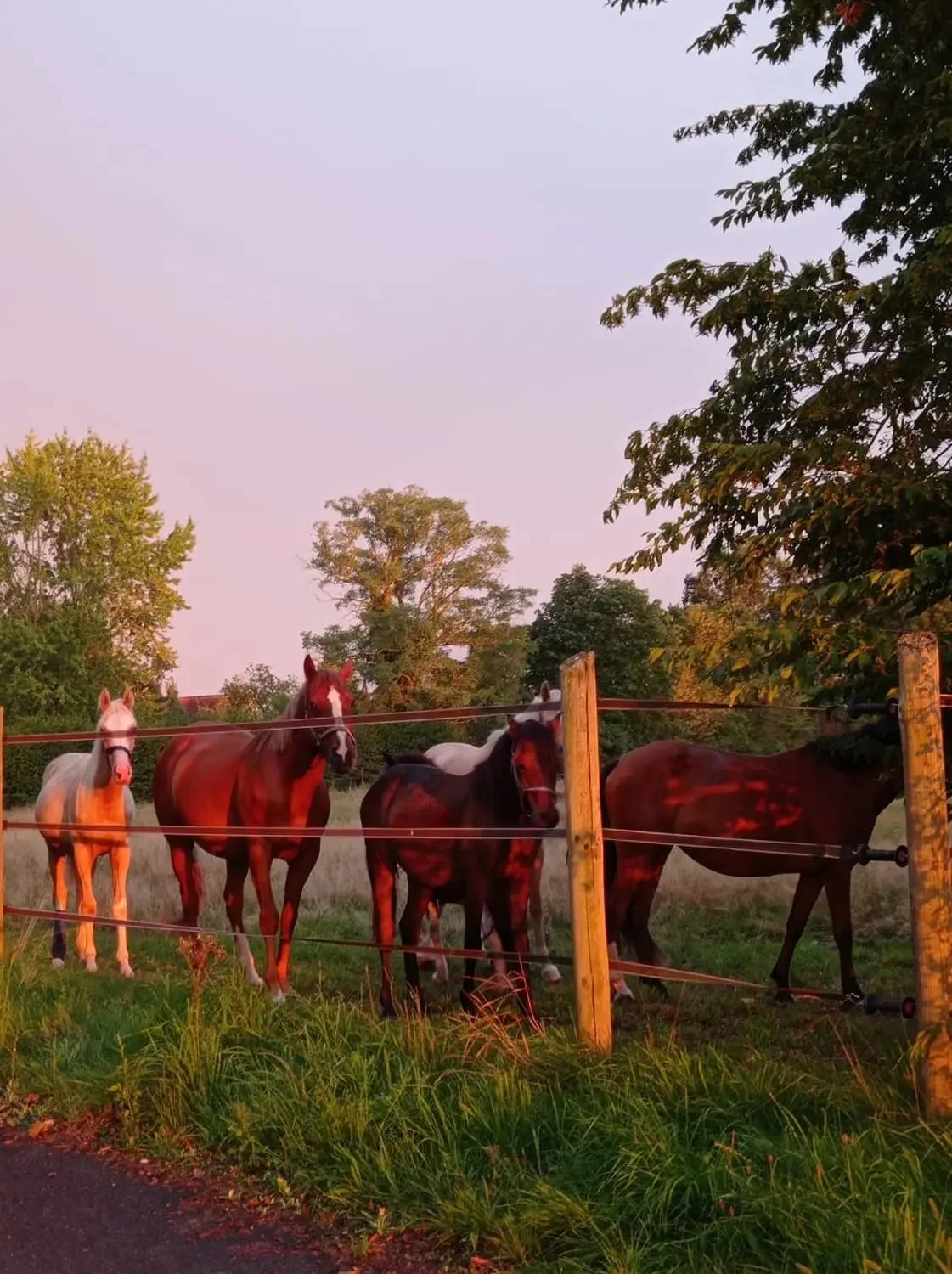 Trsp. 175 horses.jpg