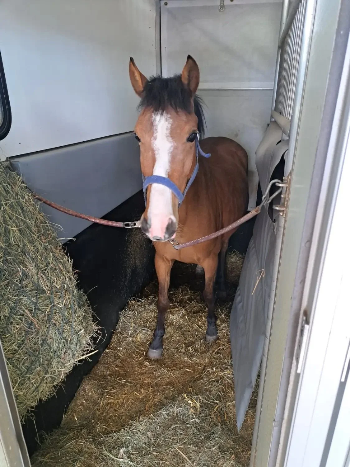 Trsp. 175 horse inside van.jpg