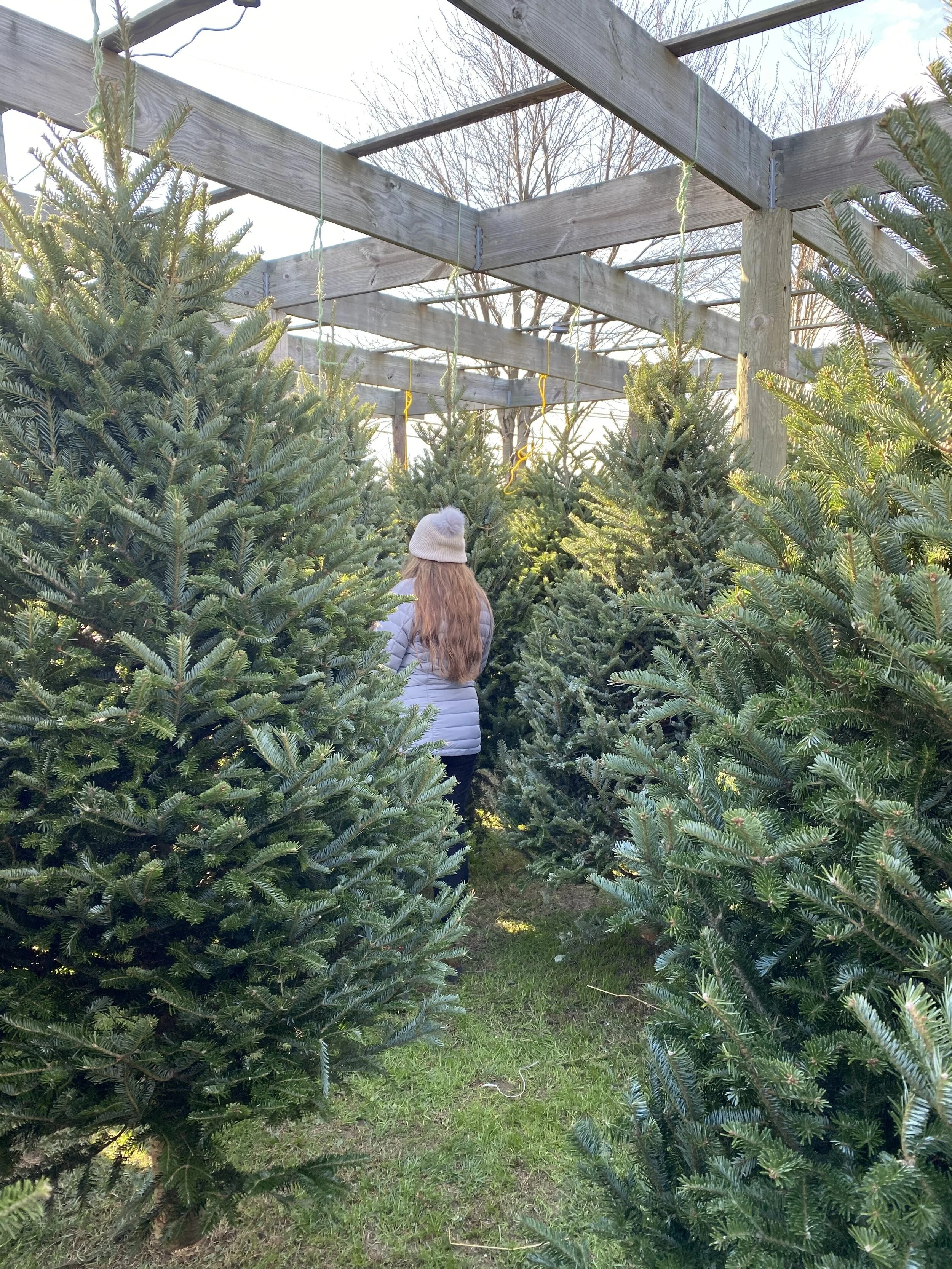 Design Traditions for Christmas