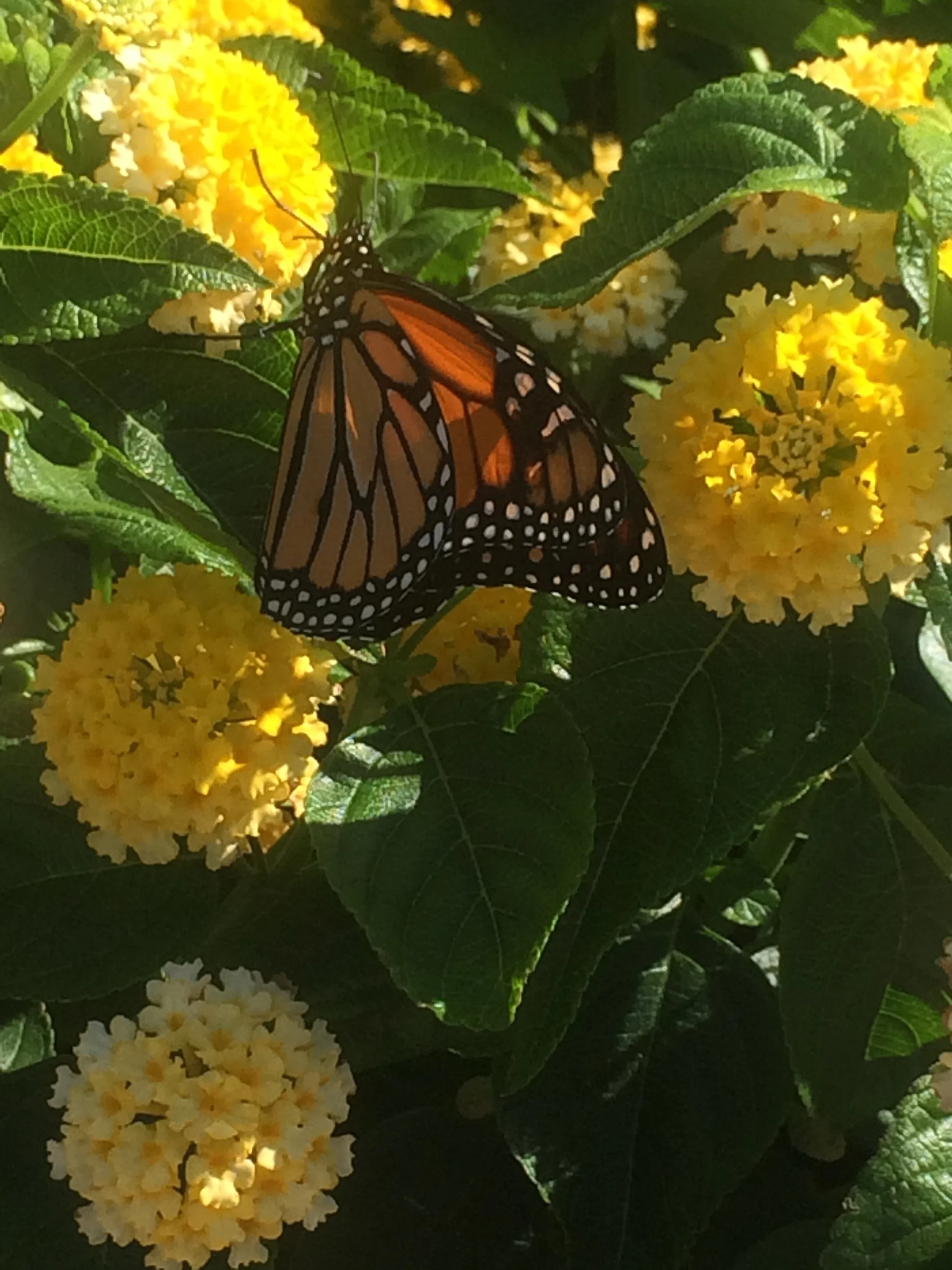 Design and the Golden Ratio