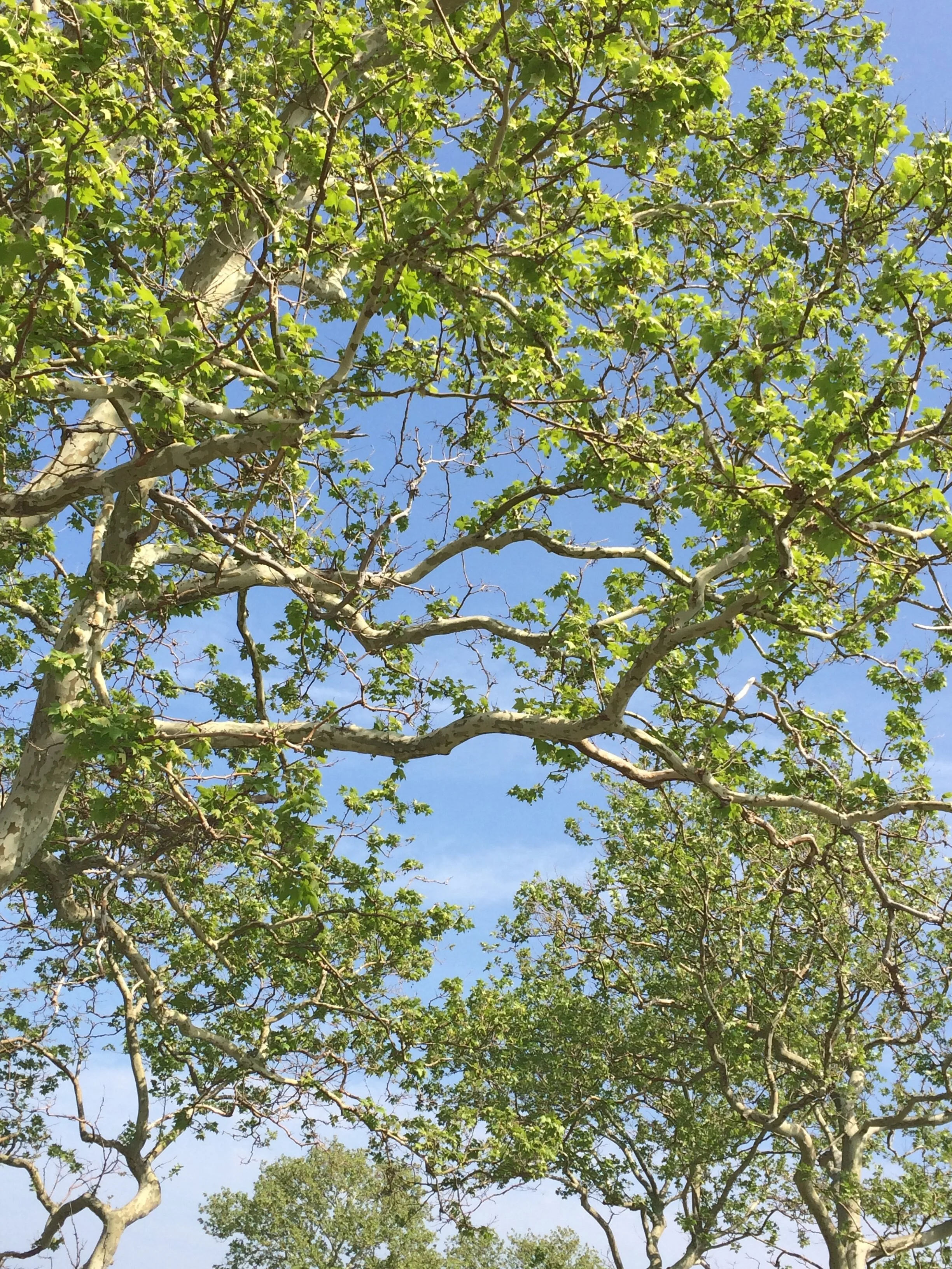 Photographs: Shades of Green
