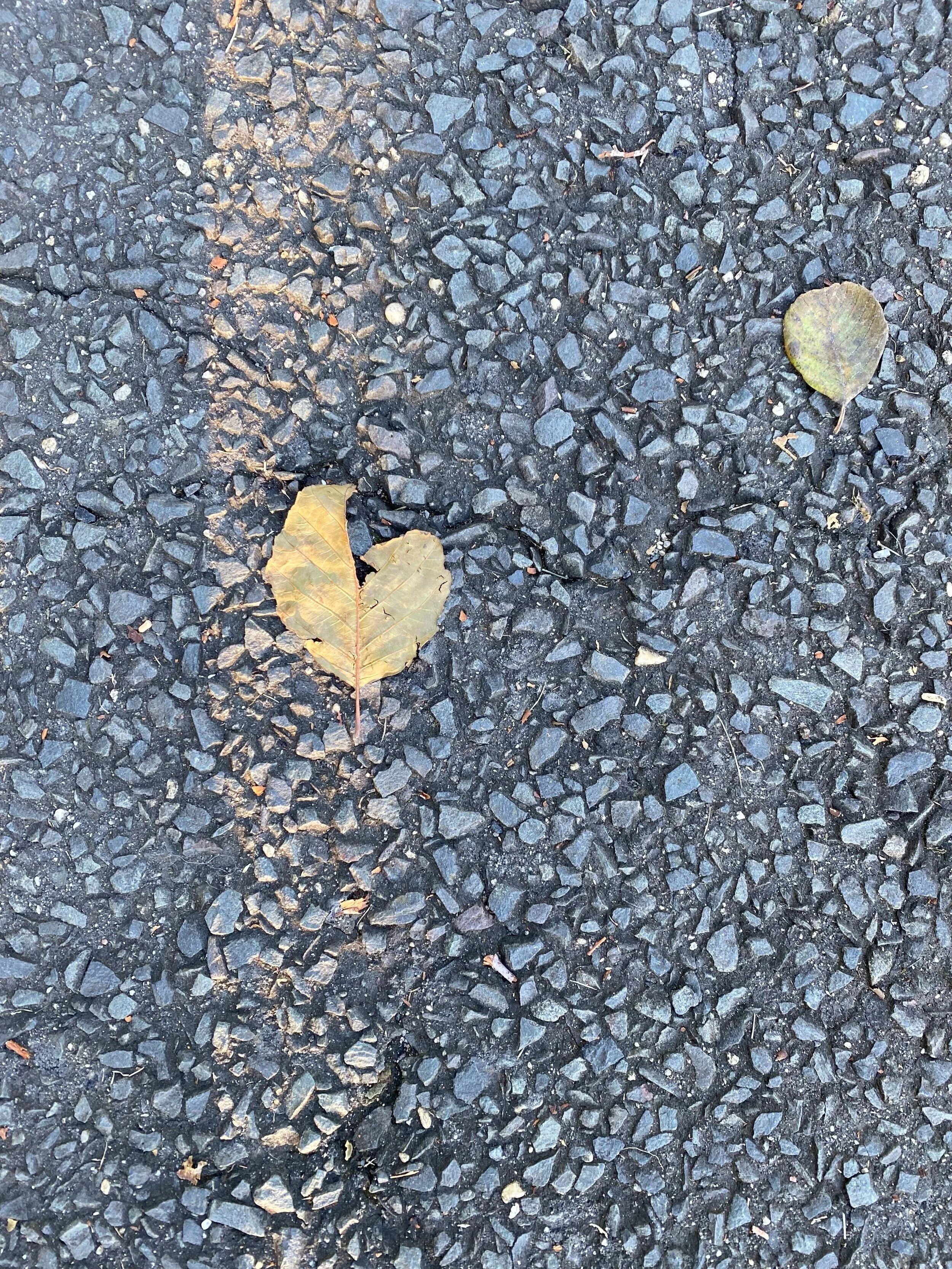 Photographs: The Rimpled Version