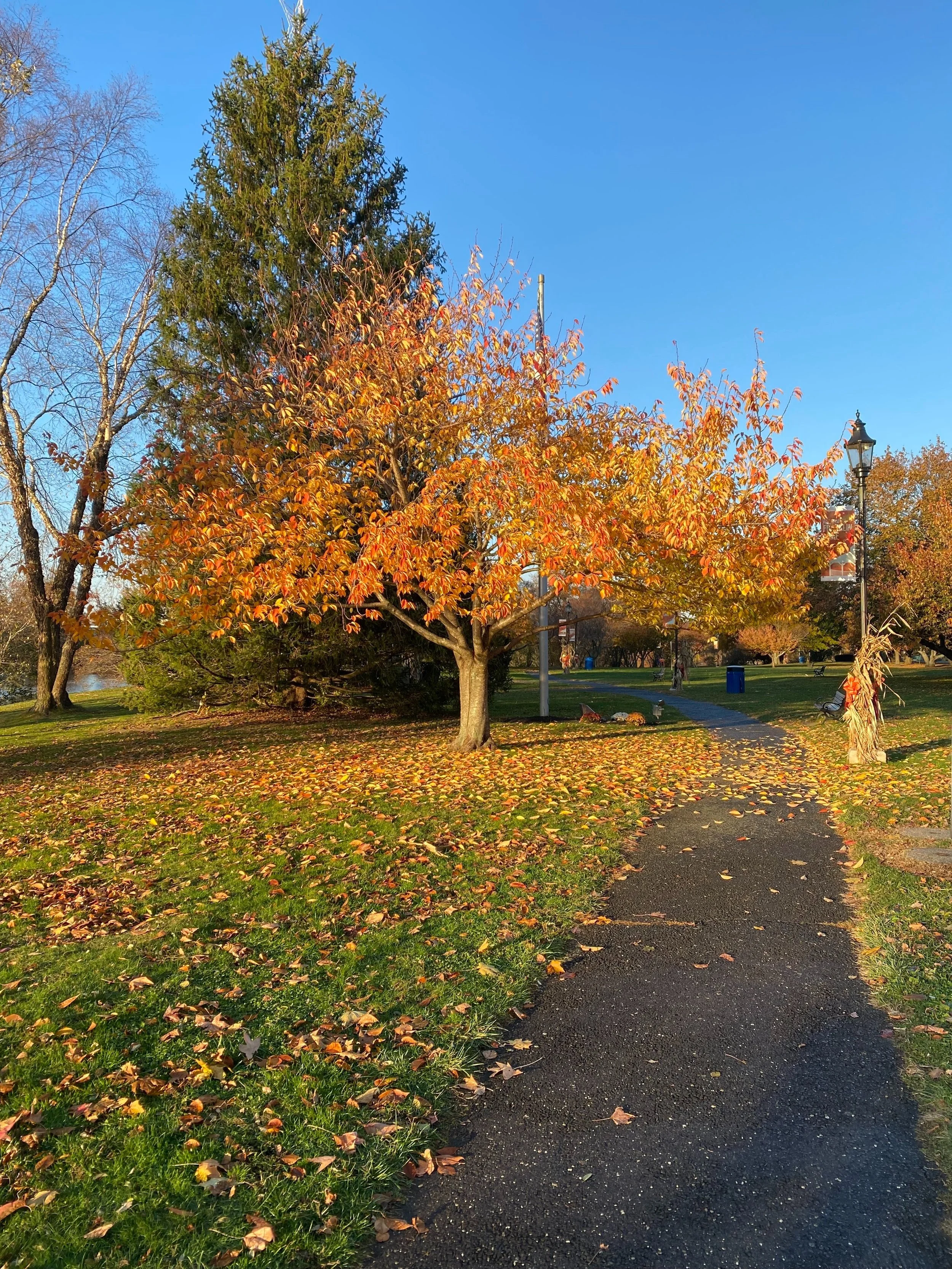 Photographs: Thanksgiving.