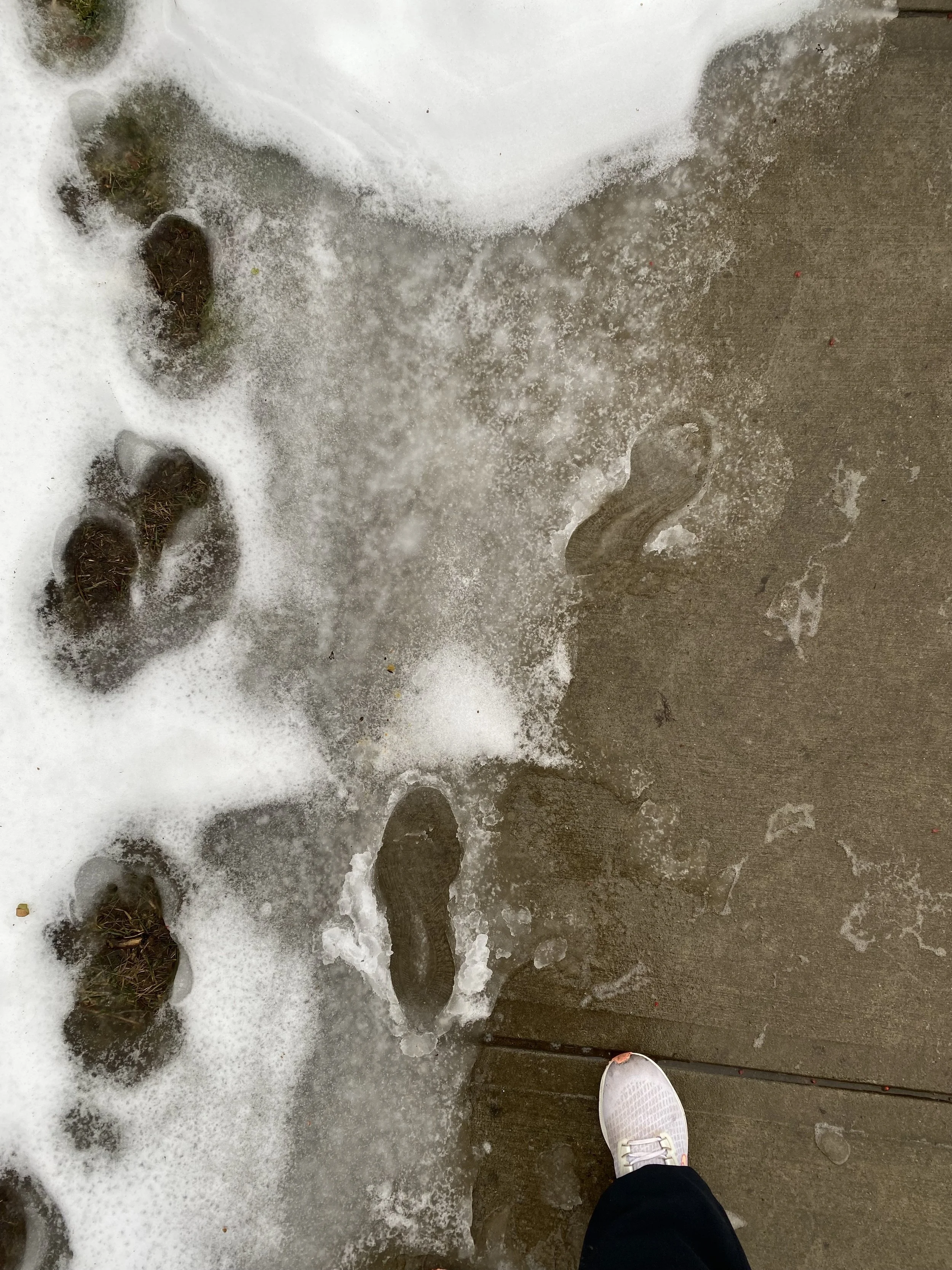 Photographs: Frosting on the Surface