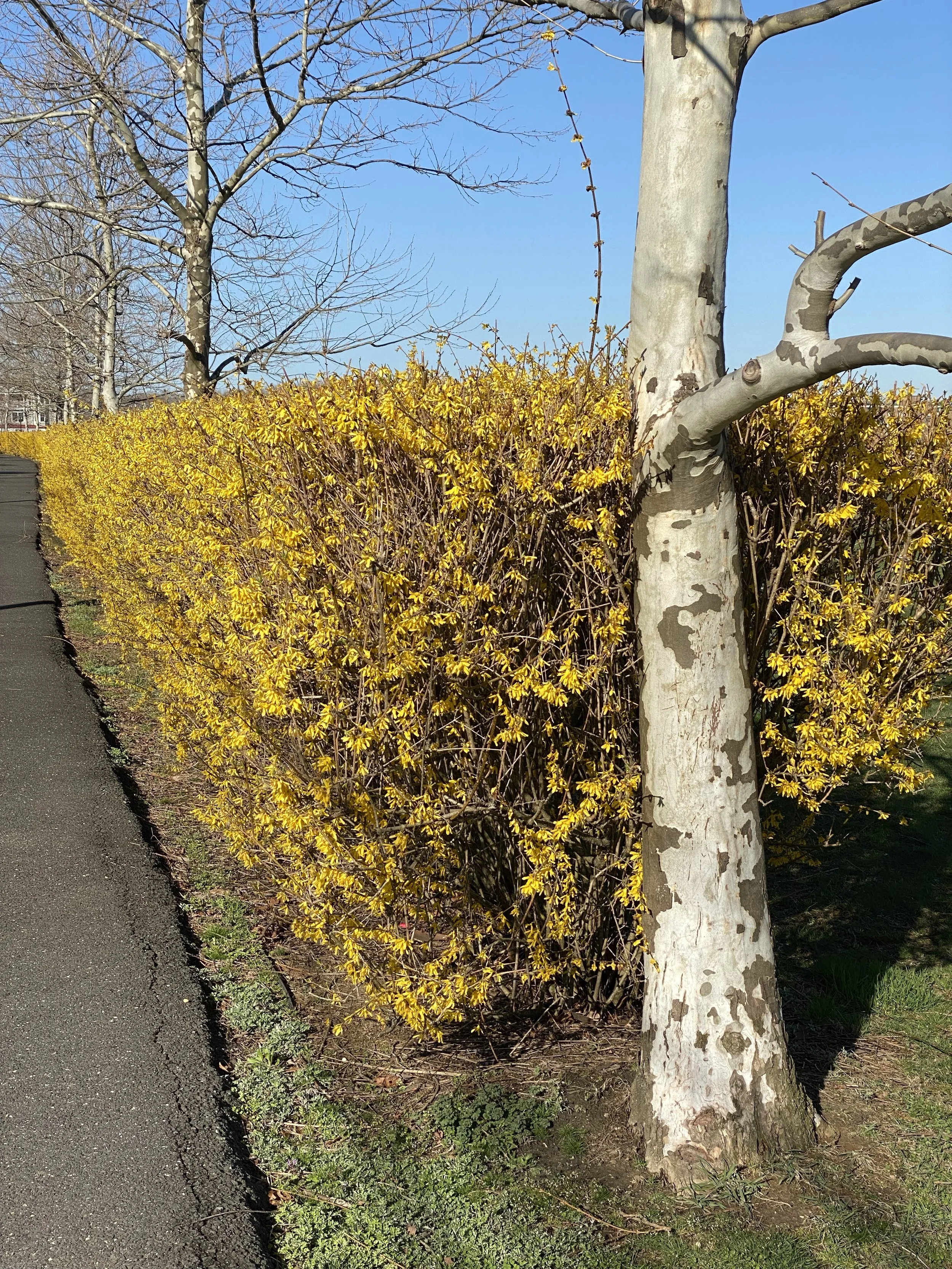 Hello! Yellow: Photographs