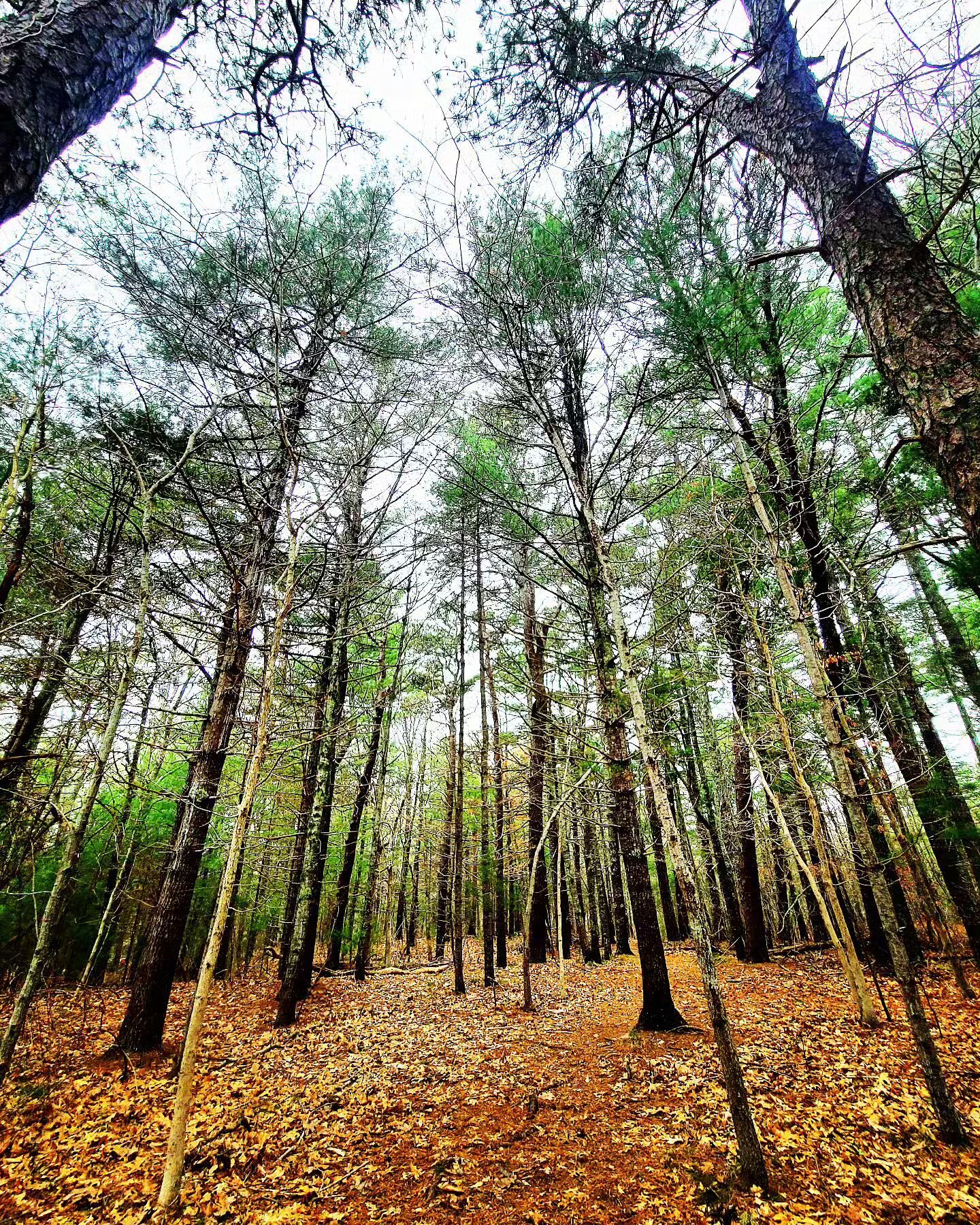 Spring in Cape Cod 🌳

#jamierdoylephotography #capecodma #lymanreserve #forest #forestoftrees #april2023 #bloomingtrees #springhassprung