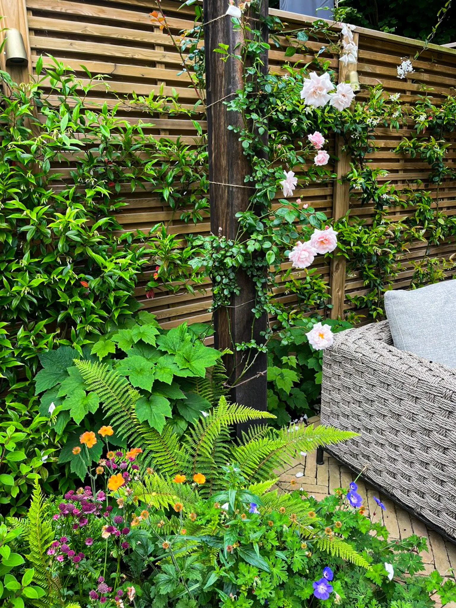 Enmore_Planting_pergola.jpg